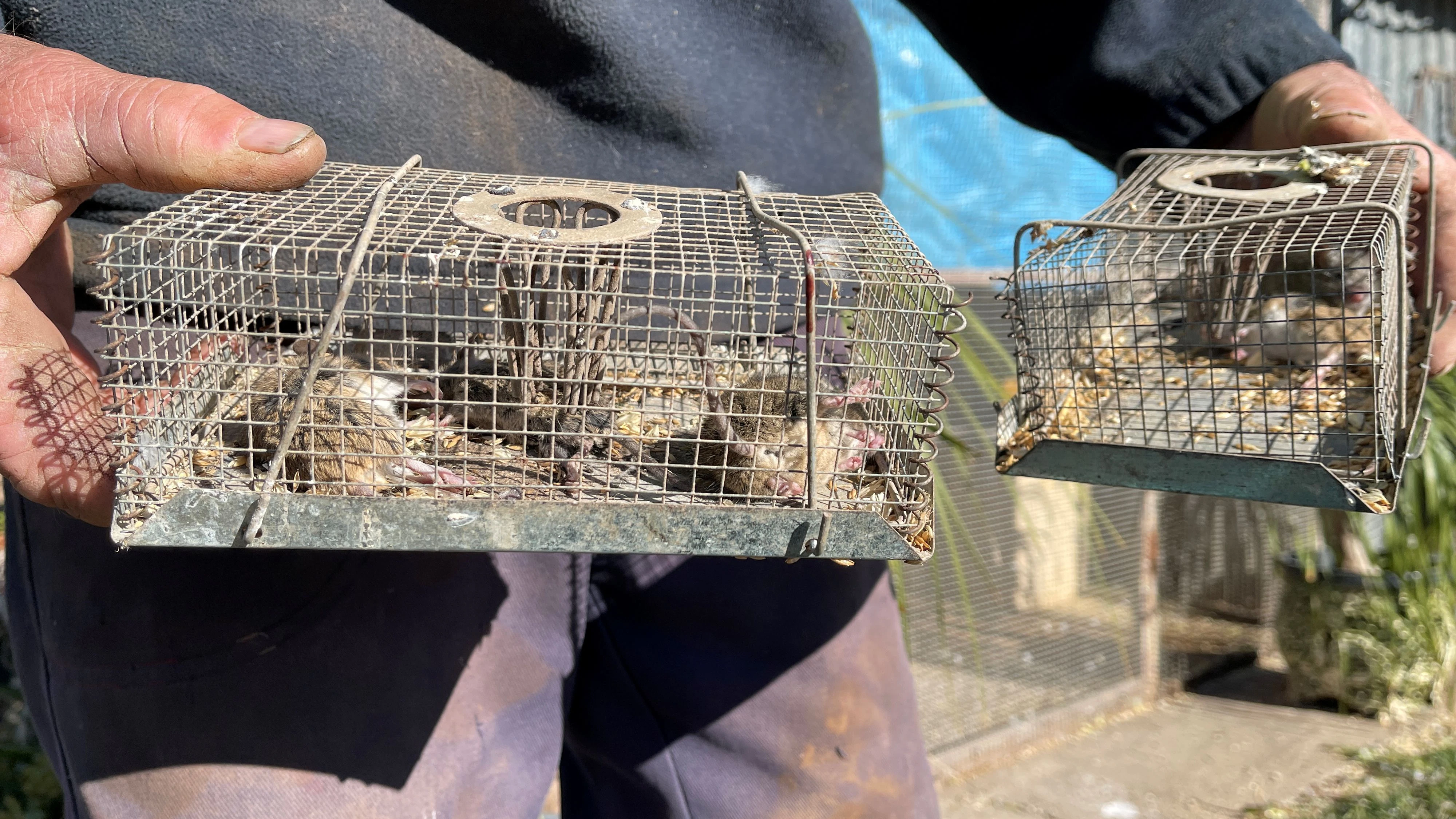 Grain farmer Norman Moeris disposes of mice caught in traps on his property as parts of New South Wales experience a "mouse plague," in Gilgandra, Australia, May 30, 2021. Picture taken May 30, 2021.  REUTERS/Jill Gralow