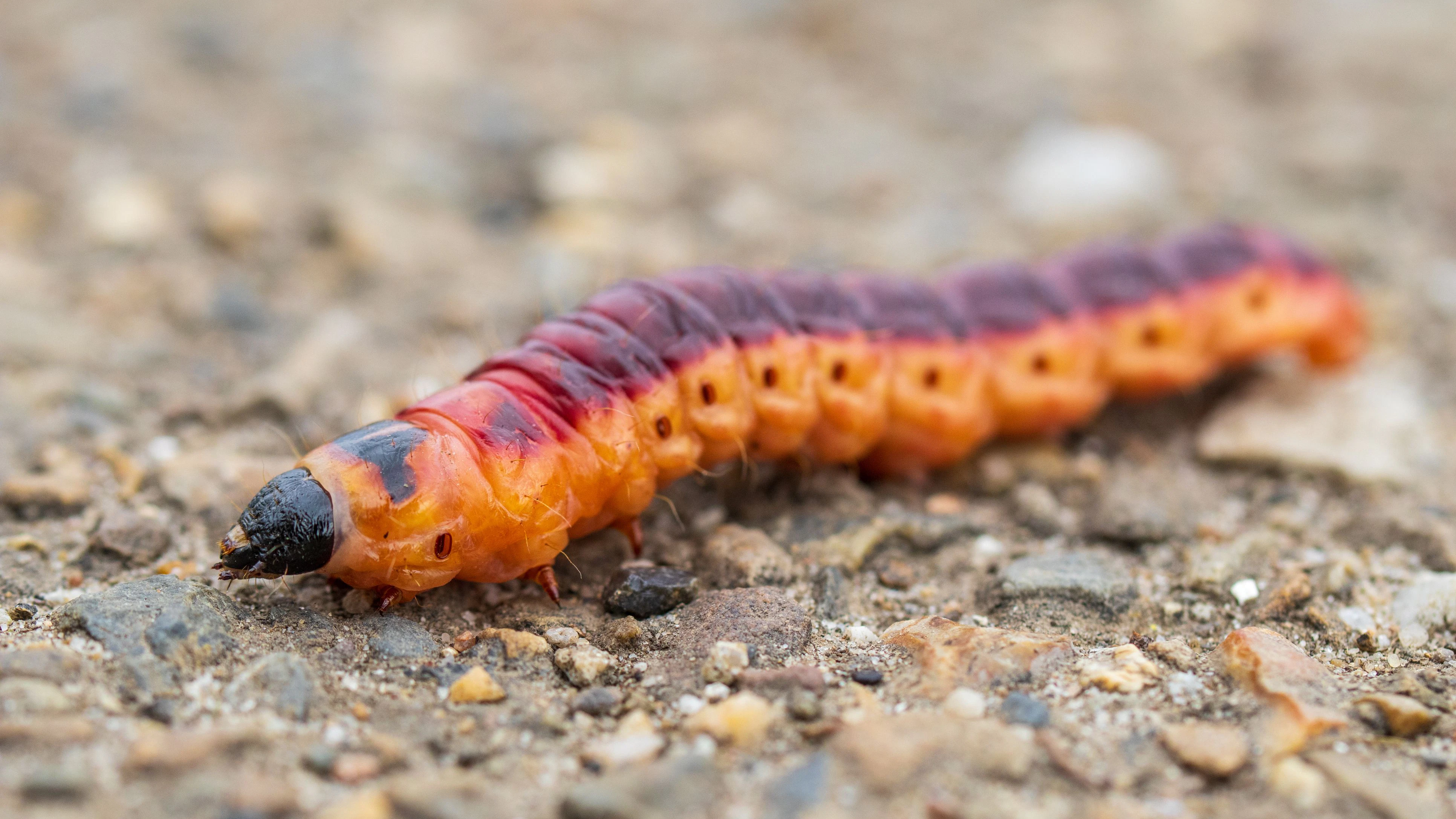 Close-up of a large goat moth caterpillar (Cossus cossus) crossing a bike and pedestrian path. This striking larva can grow up to 10 cm long and typically lives inside the wood of deciduous trees such as willows. Nature photography focusing on behavior, detail, and texture in an outdoor setting.