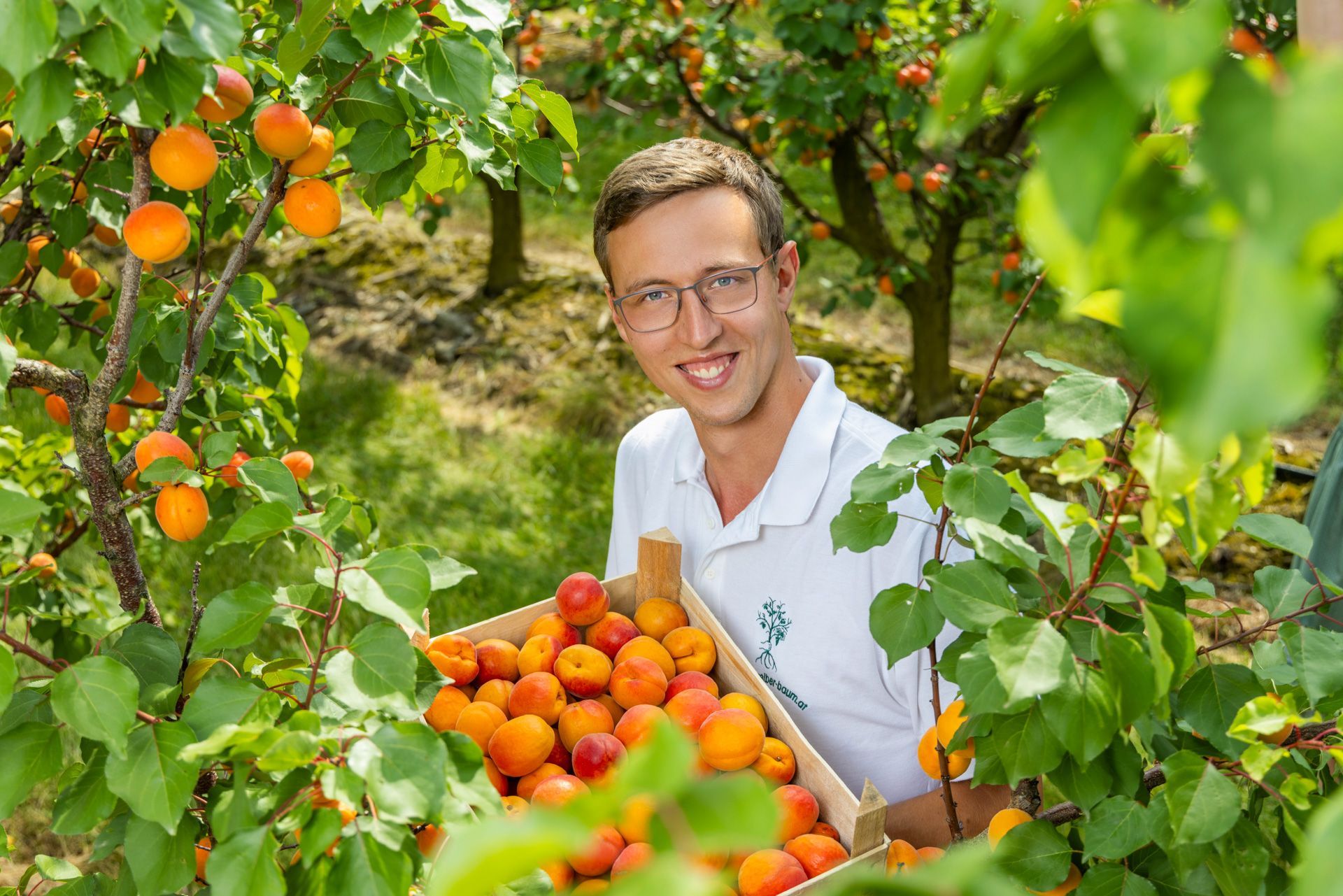 Dominik Schreiber (Bild) und seine Familie ernten aktuell die ersten Marillen. 
