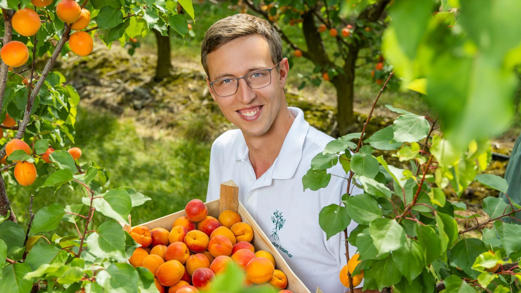 Heute.at - Größtes Anbaugebiet: Weinviertler Marillenzeit beginnt