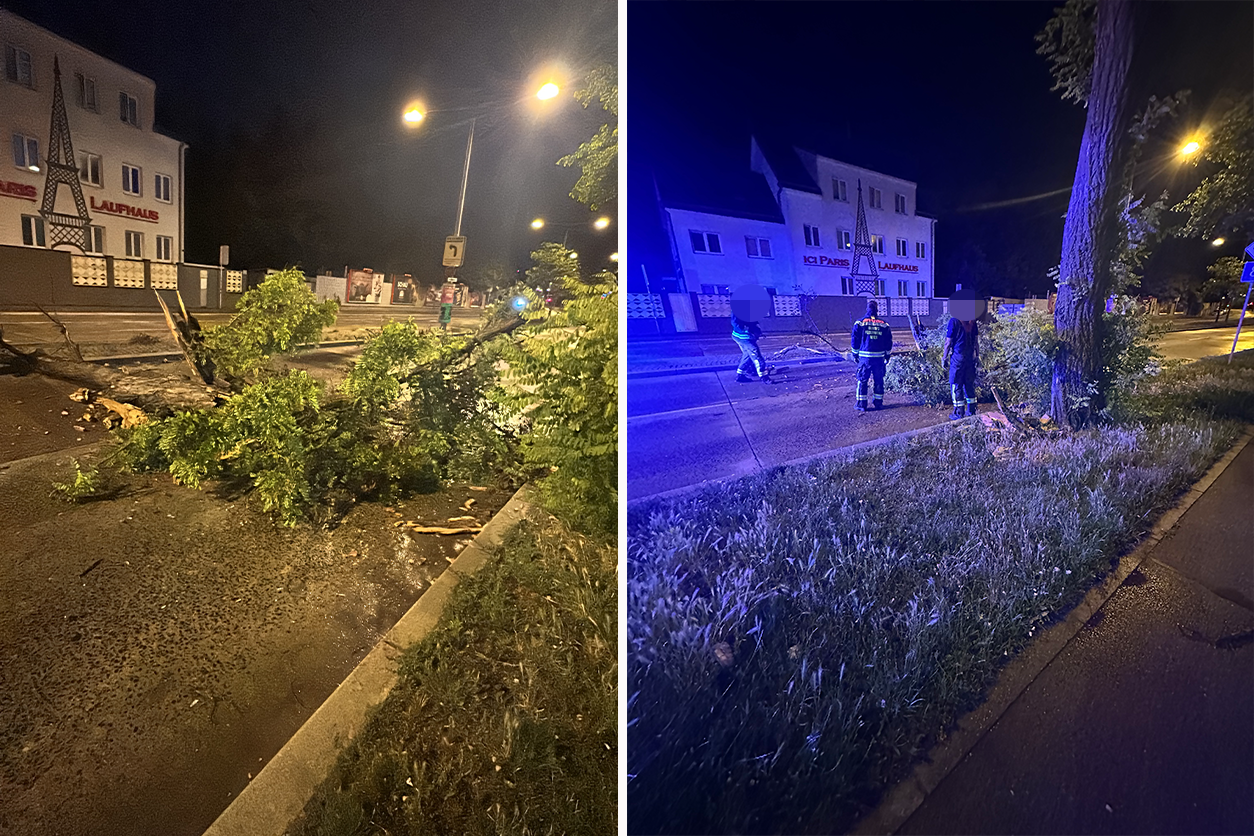 Am Dienstag sorgte ein umgestürzter Baum für einen Einsatz der Berufsfeuerwehr.
