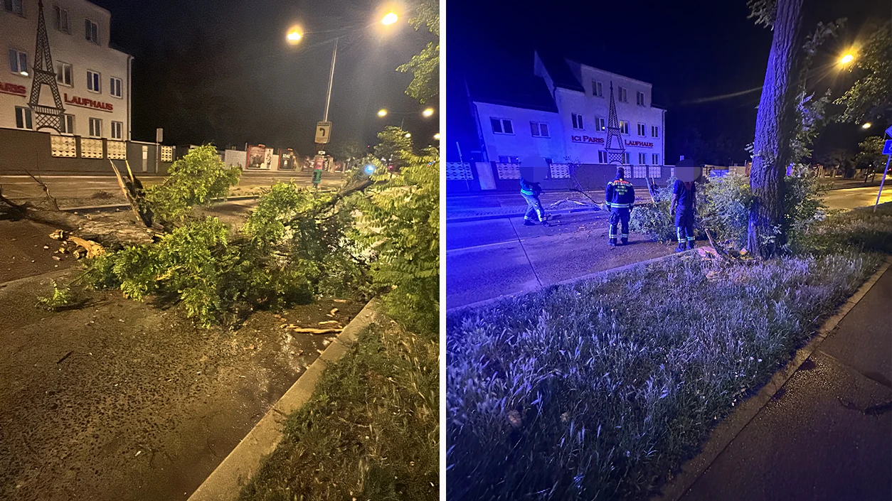 Am Dienstag sorgte ein umgestürzter Baum für einen Einsatz der Berufsfeuerwehr.