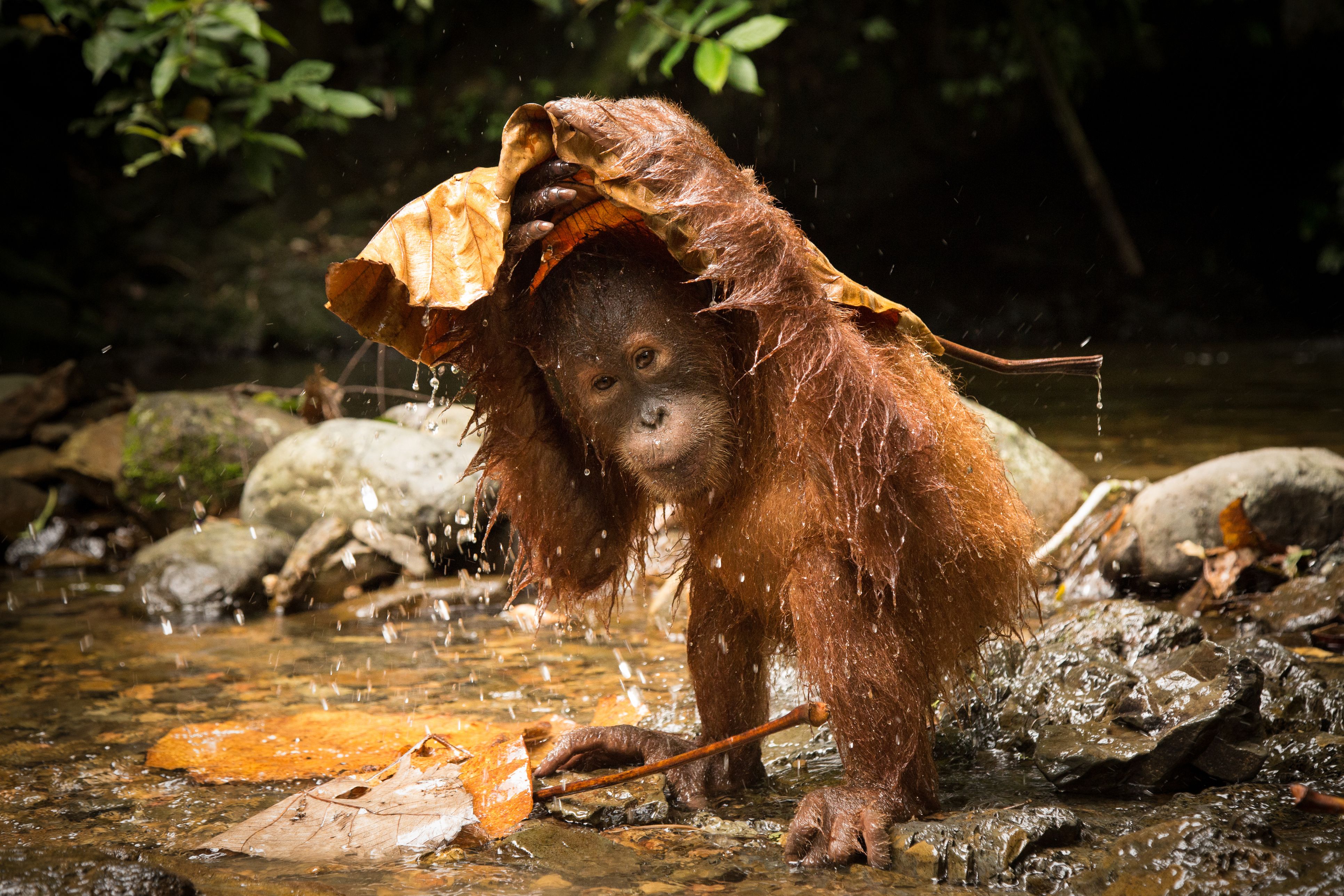 Heute.at - Extremer Regen bedroht seltenste Orang-Utans