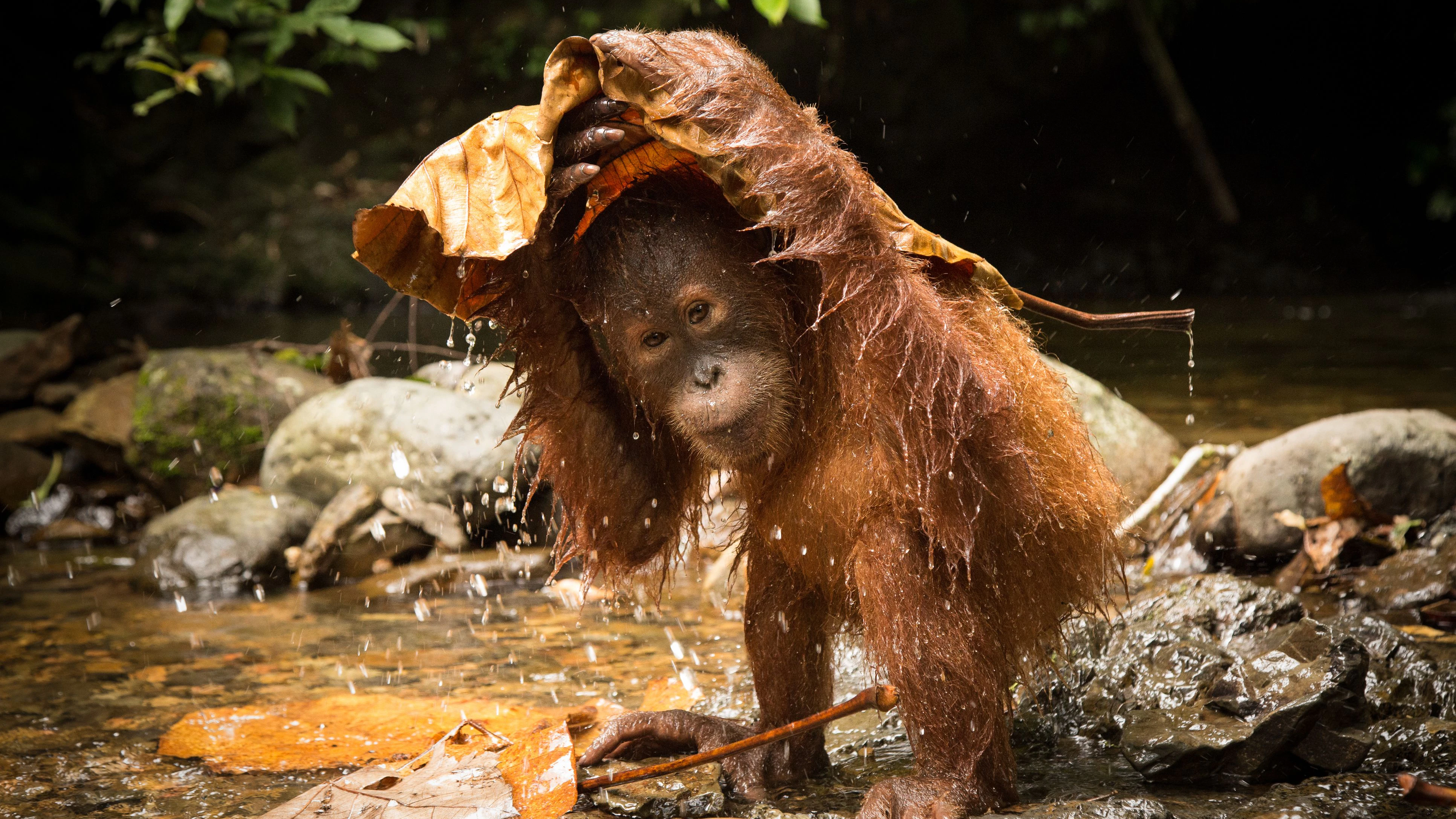 Mount Leuser National Park, north Sumatra, Indonesia