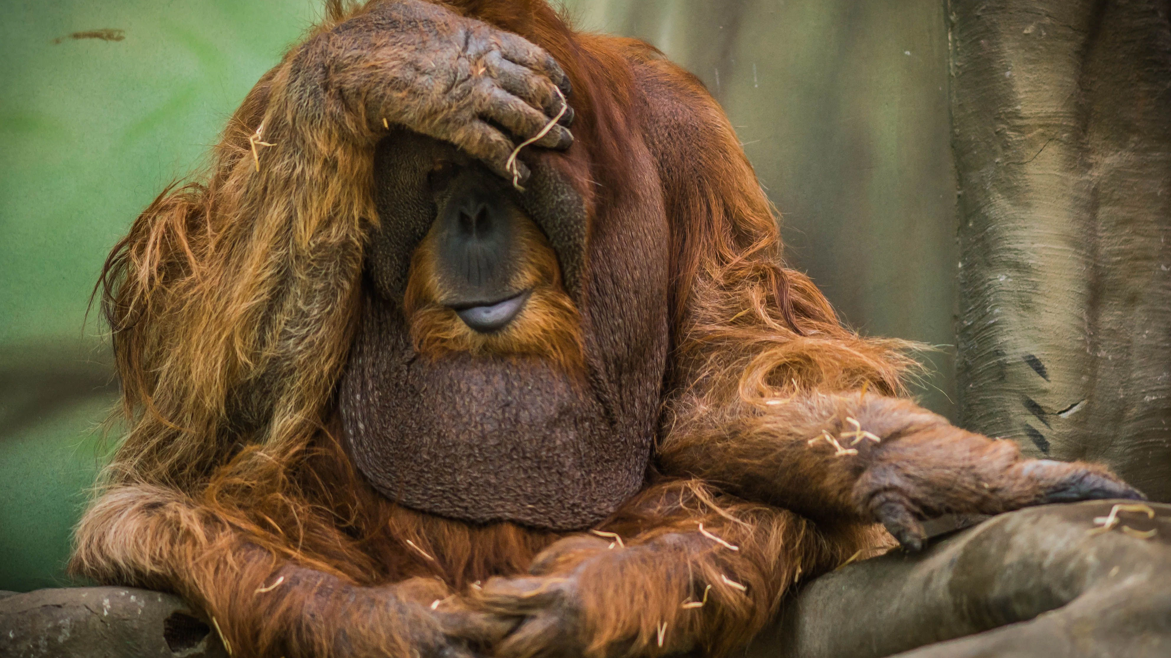 Häufigkeit und Intensität solcher Extremregenbedrohen die Existenz der Tapanuli-Orang-Utans und ihres Lebensraums