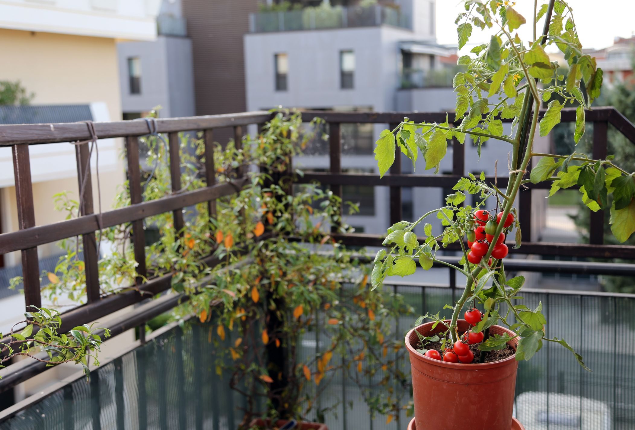 Heute.at - Balkongarten: Dieses Gemüse ernten Anfänger