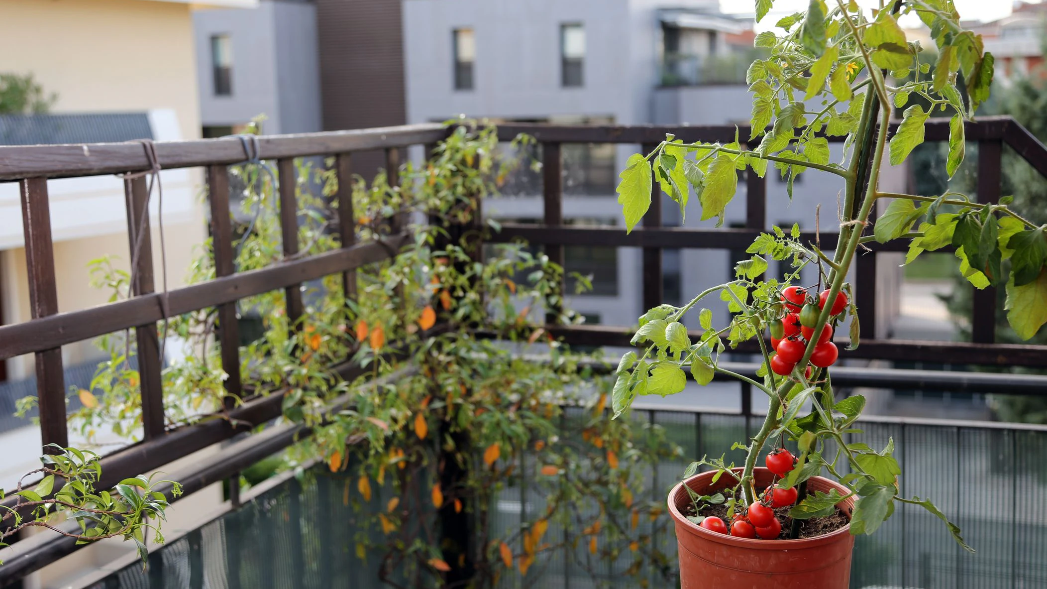 Tomato plant in the pot on the terrace of a house in the city