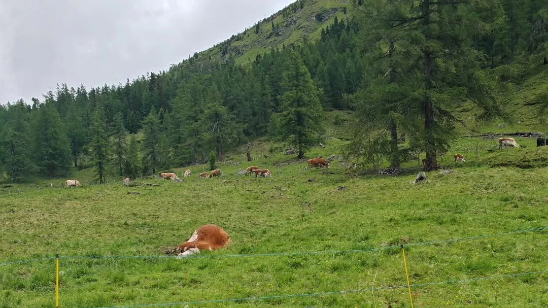 „Hat unsere Klara erwischt“: Kuh von Blitz getroffen