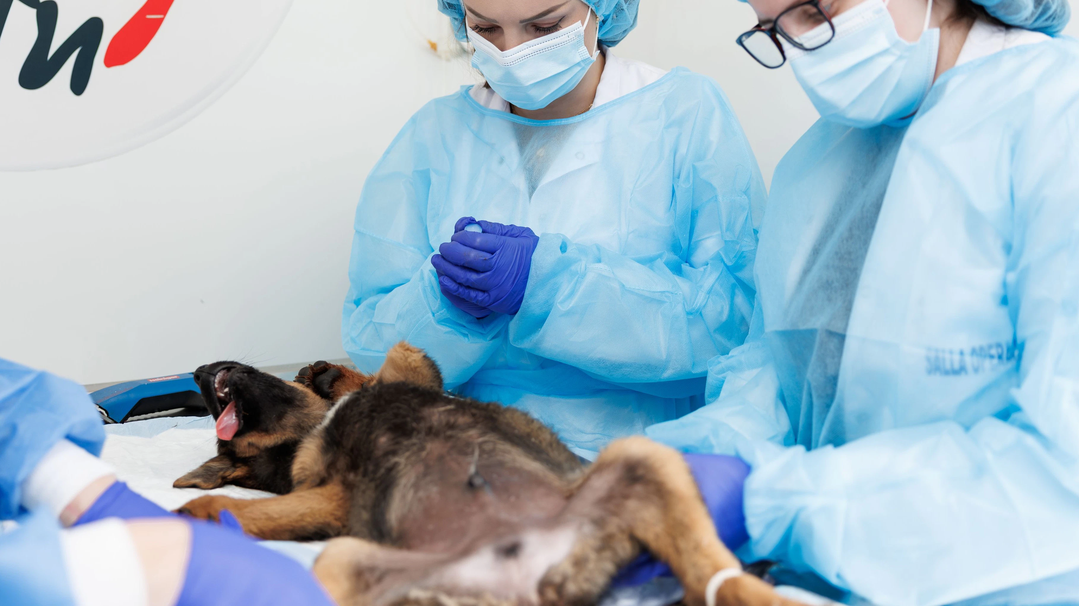 Über 100 Hunde wurden medizinisch versorgt und kastriert. 