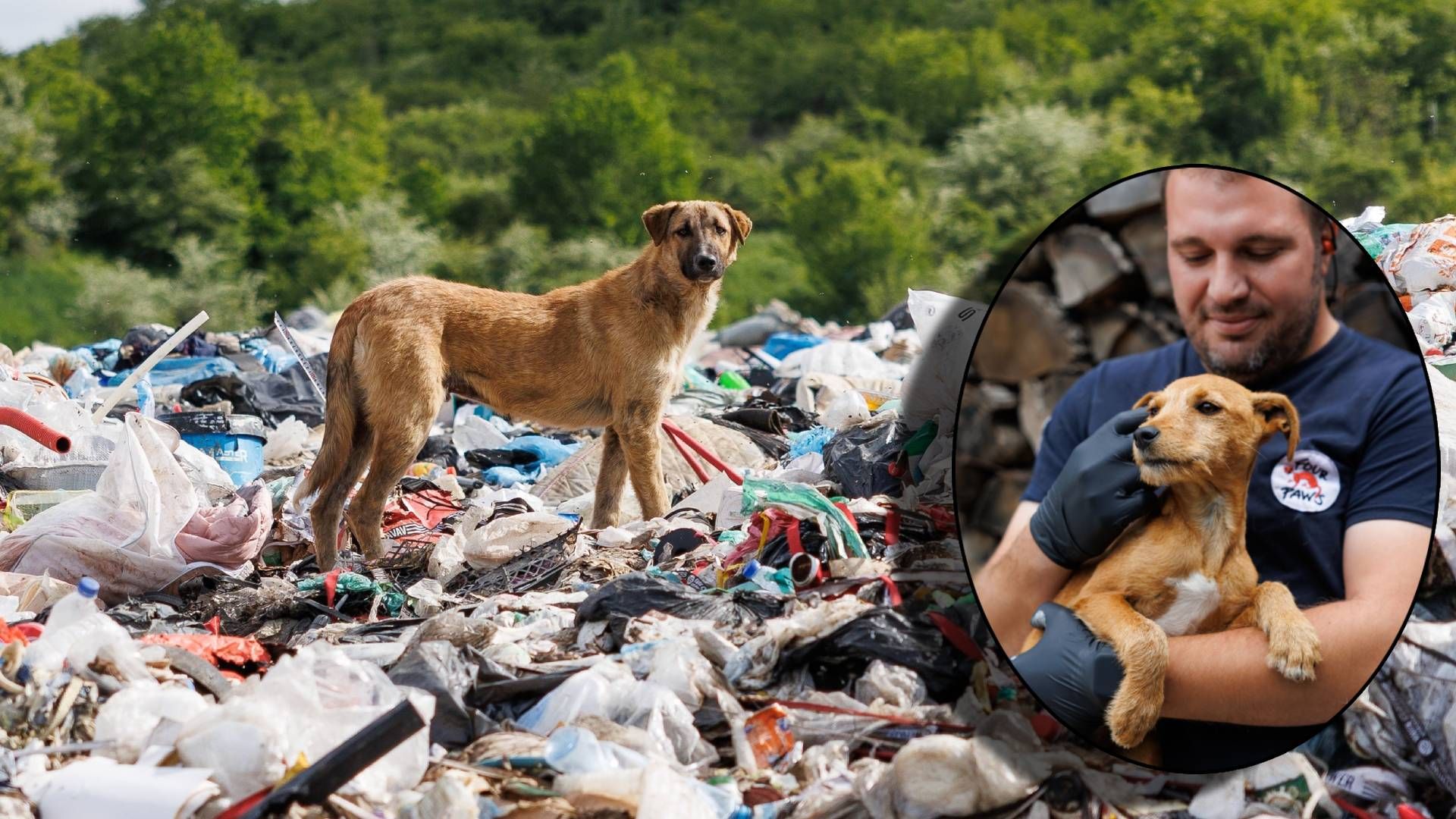Hungrig ernähren sich die Hunde auf den Müllhalden von Lebensmittelresten und versuchen irgendwie zu überleben.