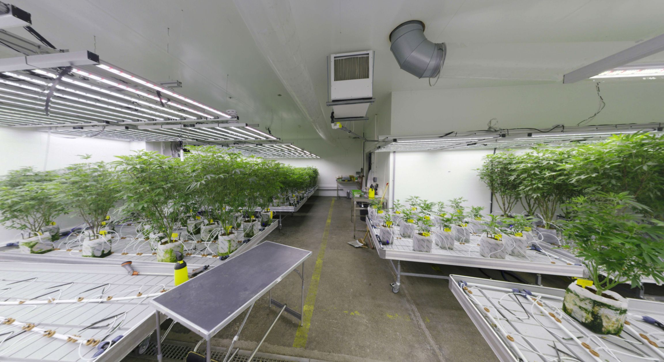 Die drei Österreicher sollen eine hochprofessionelle Indoor-Cannabisplantage auf einem rund 3.200 Quadratmeter Areal in Wien-Liesing betrieben haben.