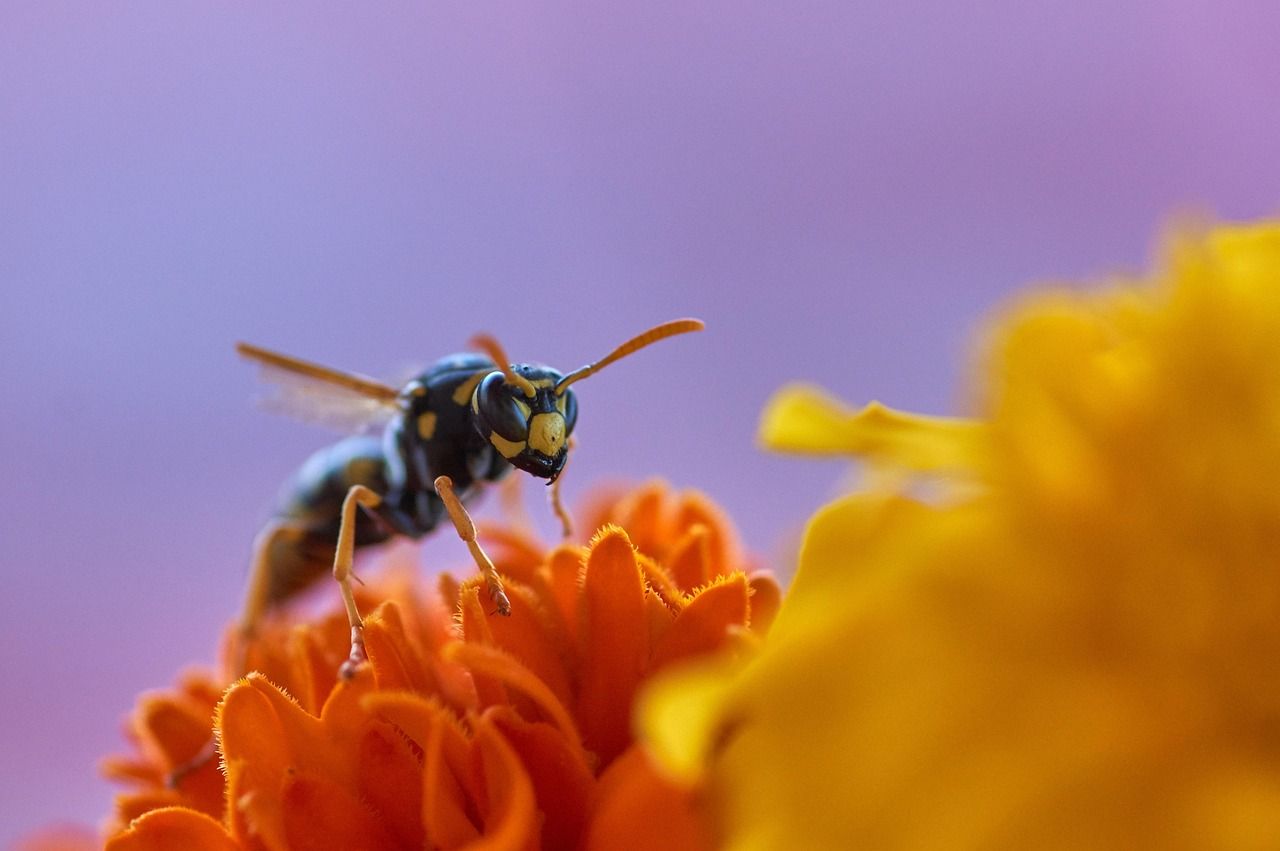 Wespe auf Blüte