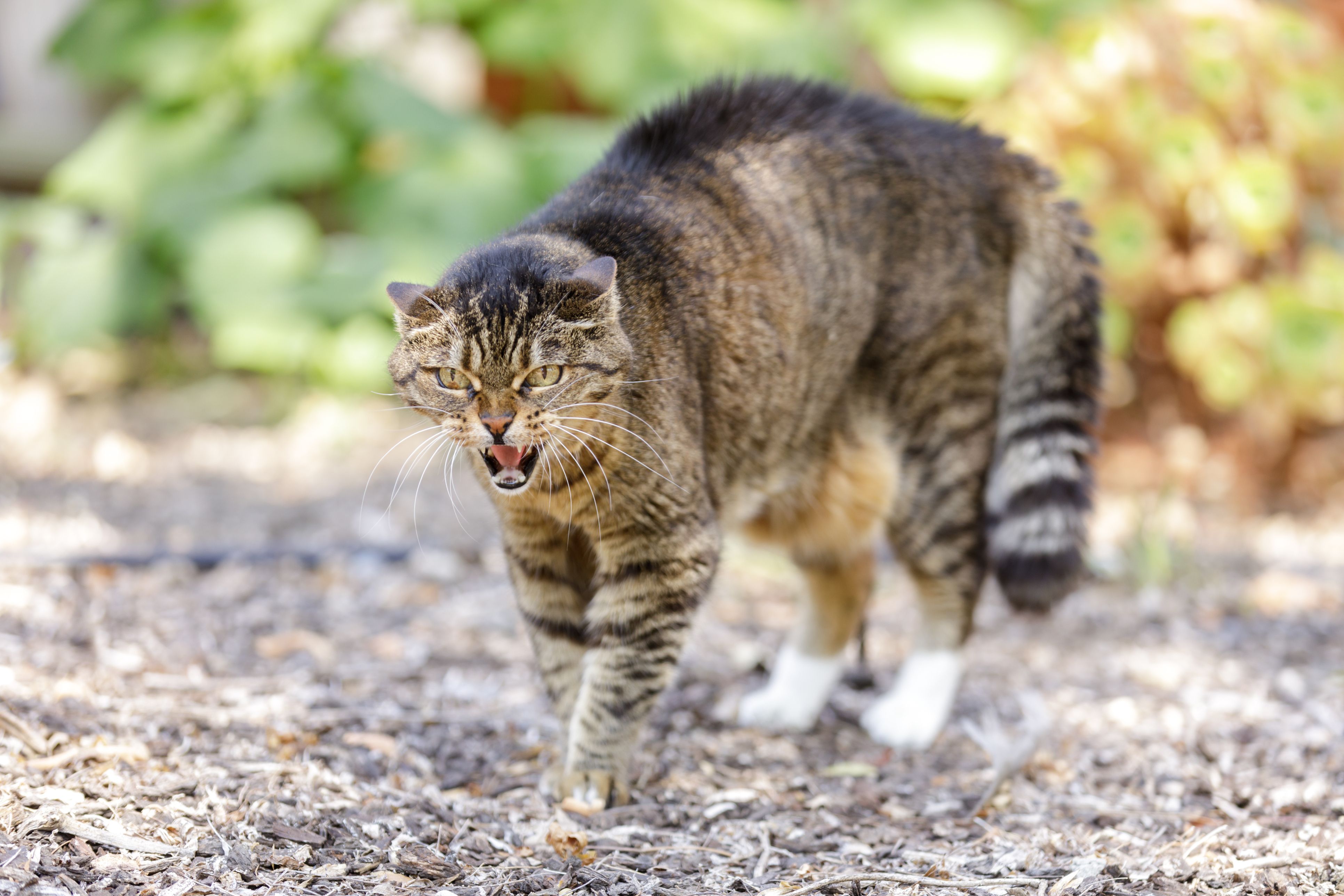 Ein Kater versetzt offenbar eine ganze Siedlung in Angst und Schrecken.