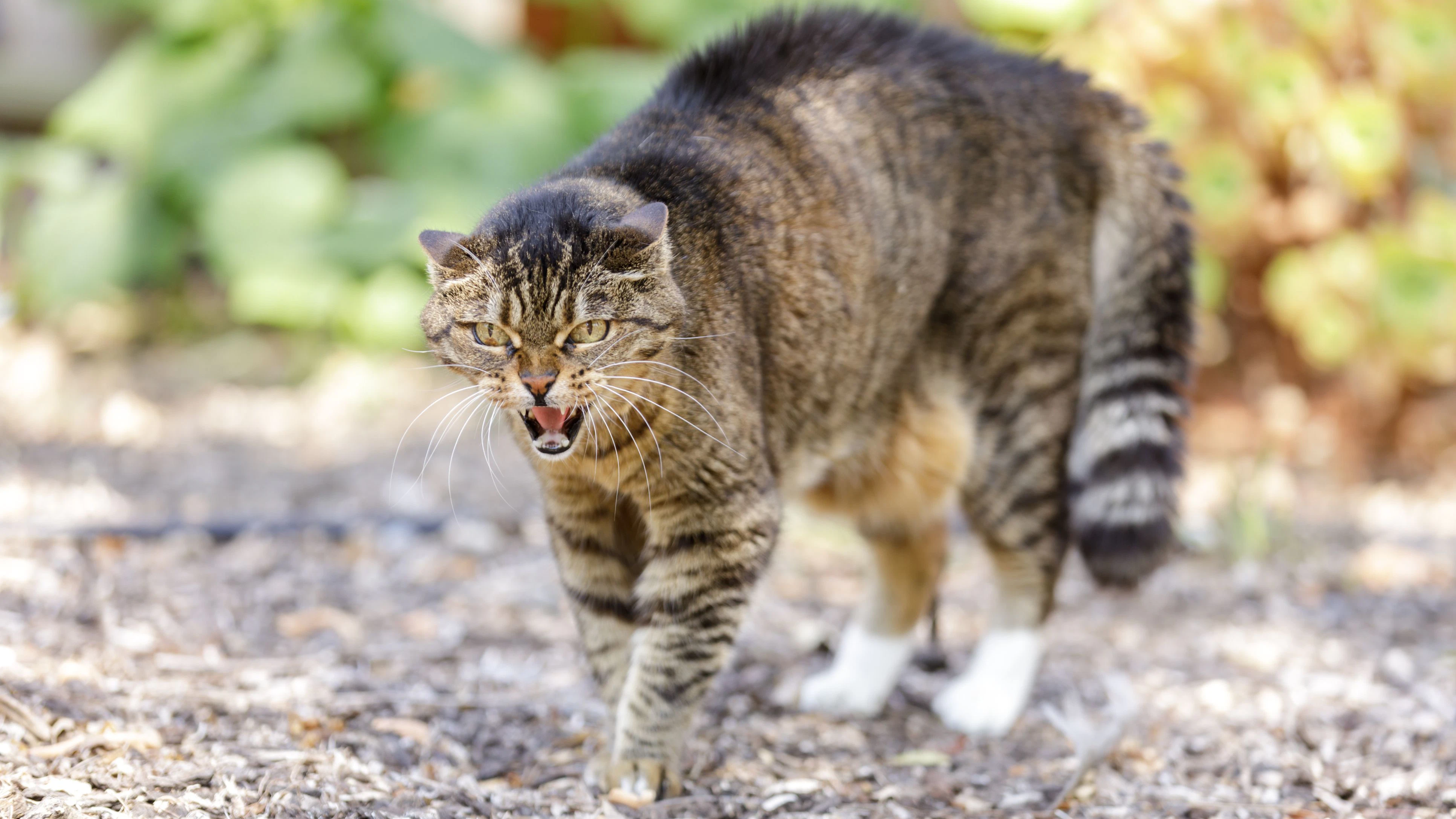 Ein Kater versetzt offenbar eine ganze Siedlung in Angst und Schrecken.