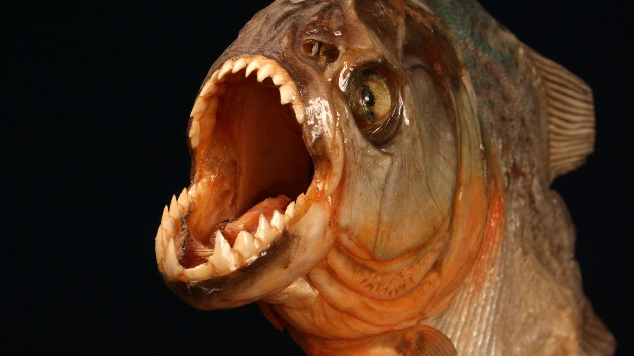Im Verhältnis zur Körpergröße kann kein Tier dem Piranha das Wasser reichen.