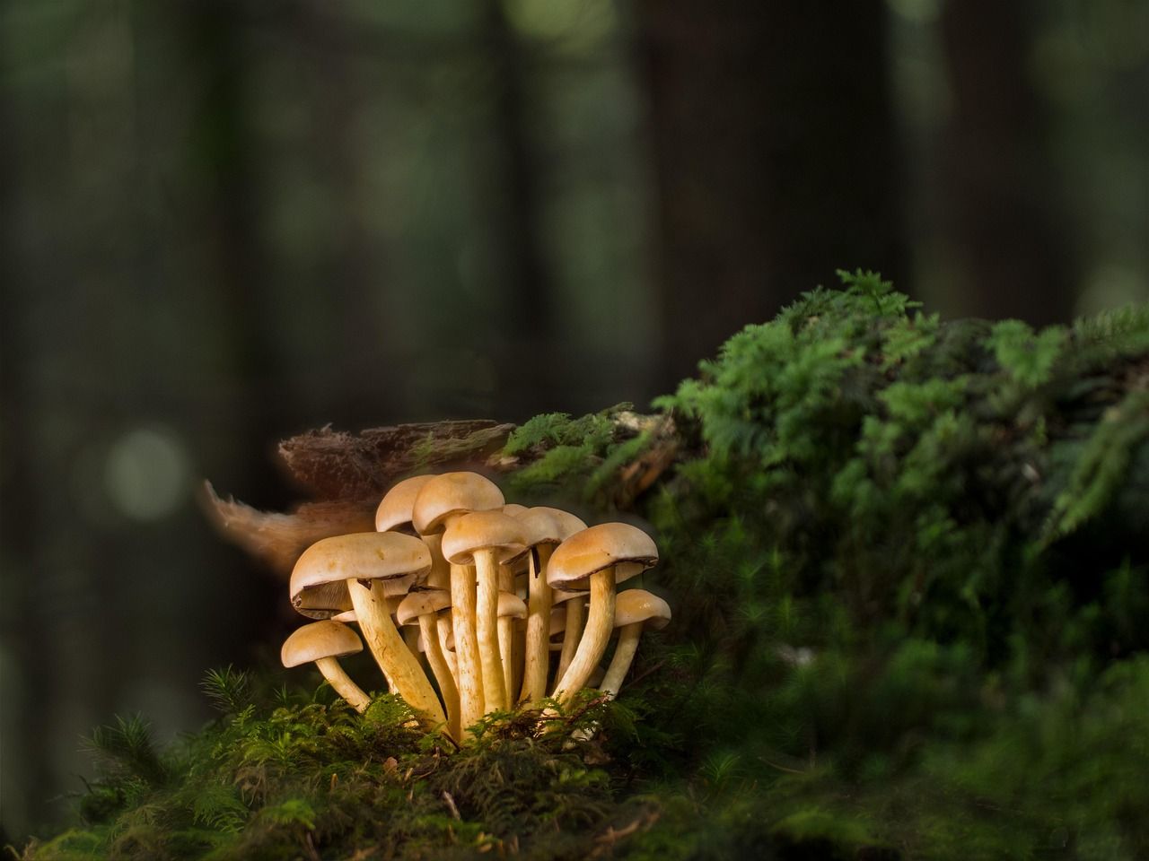 Waldpilze mit Moos