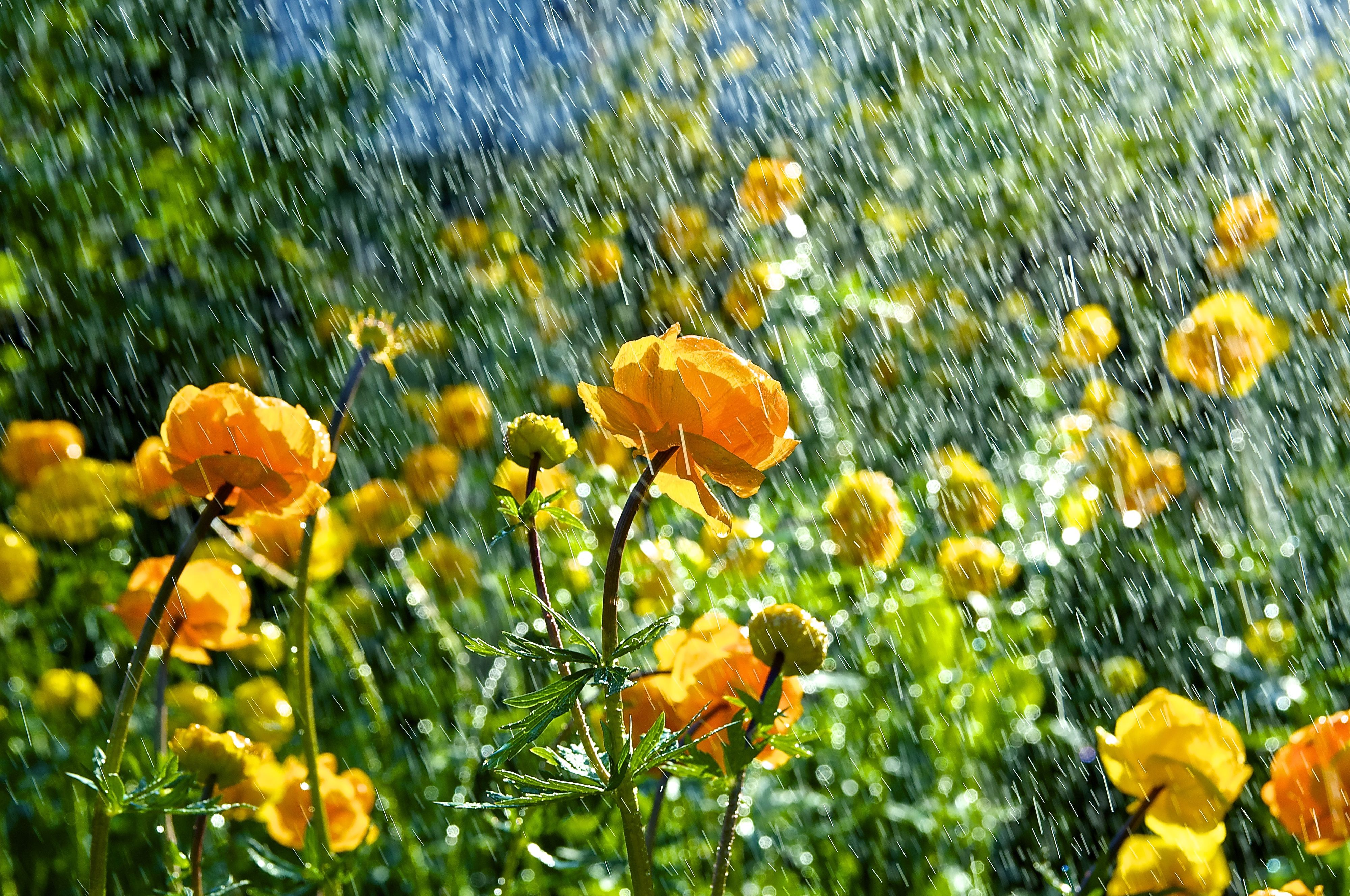 Nach einem Regenschauer zeigt sich der Garten von seiner schönsten Seite.