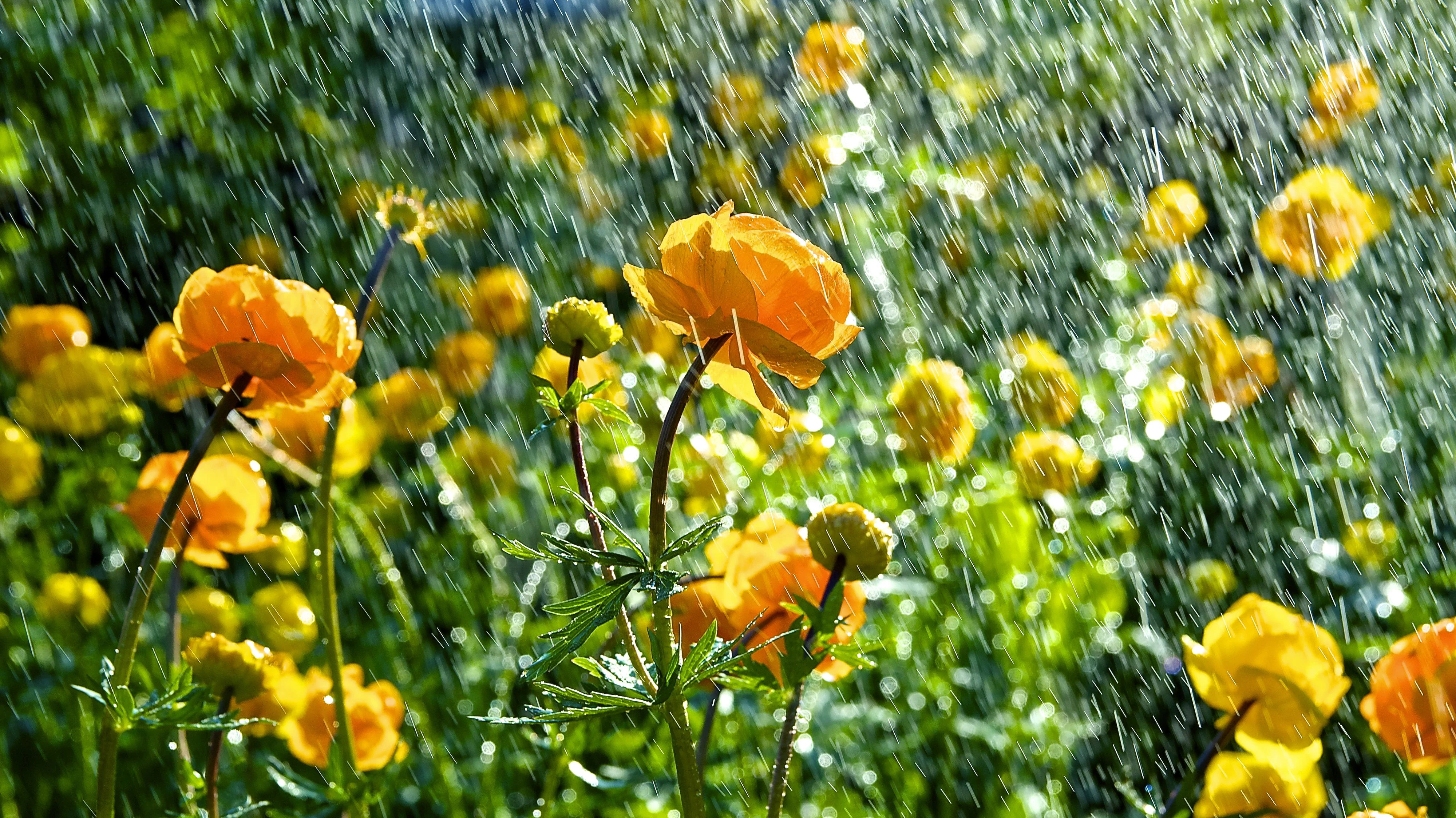 Nach einem Regenschauer zeigt sich der Garten von seiner schönsten Seite.