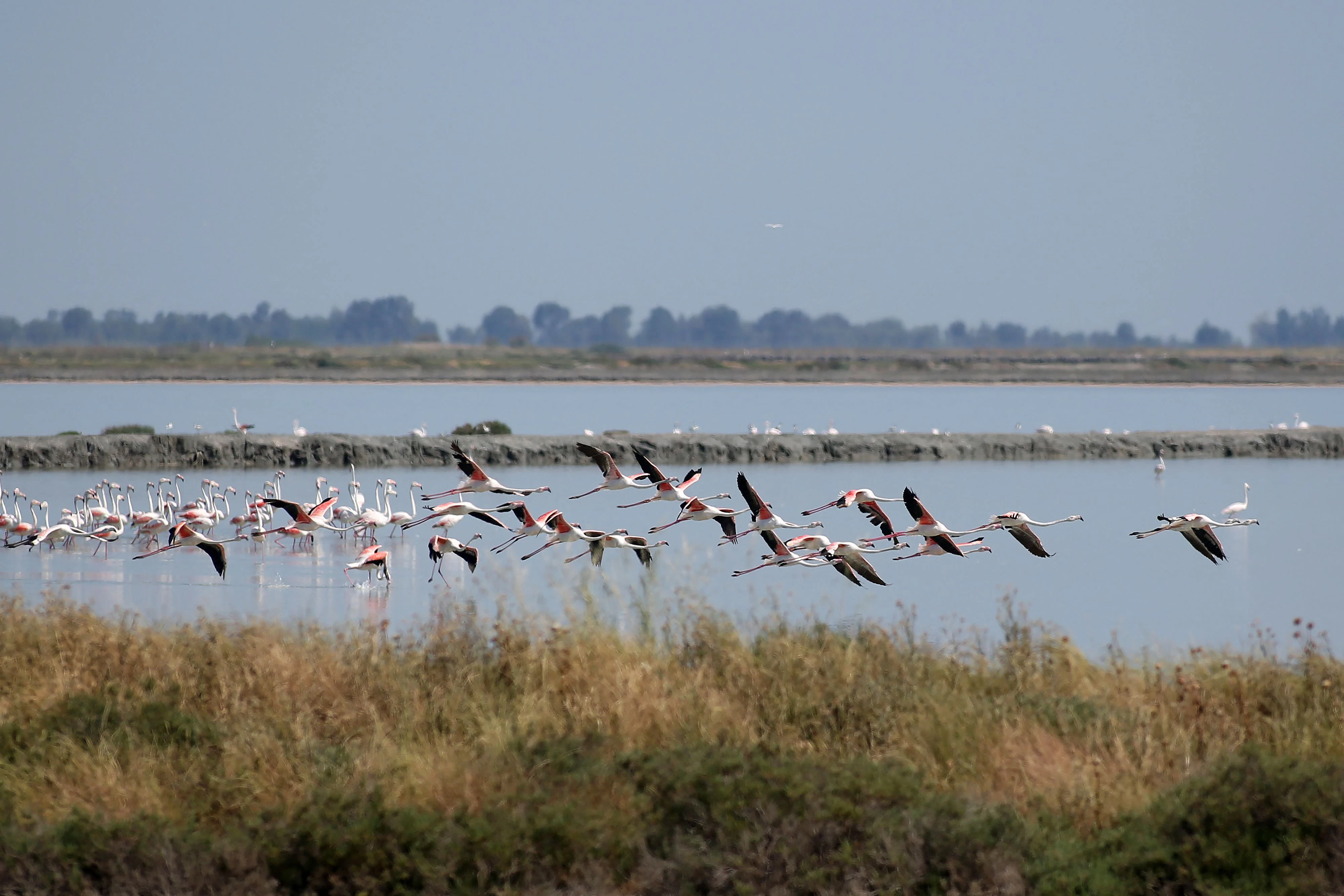 Die geschützte Lagune von Narta ist u. a. die Heimat hunderter Flamingos