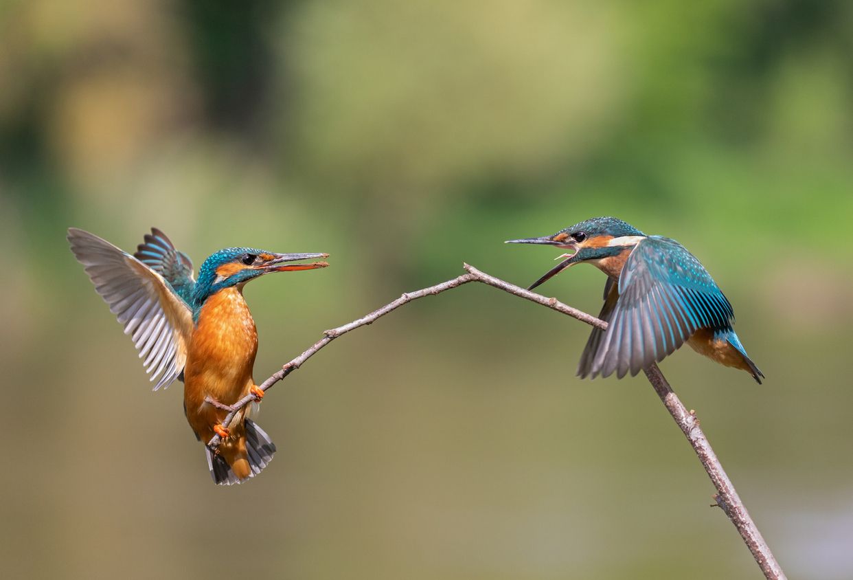 Heute.at - Viele Tiere und Menschen schnattern im selben Rhythmus
