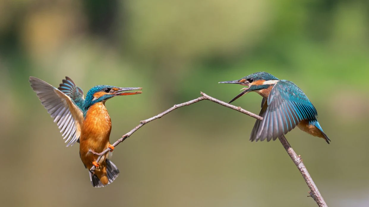 Young common kingfisher (Alcedo atthis) is begging for food, while the adult female bird is balancing on a twig.