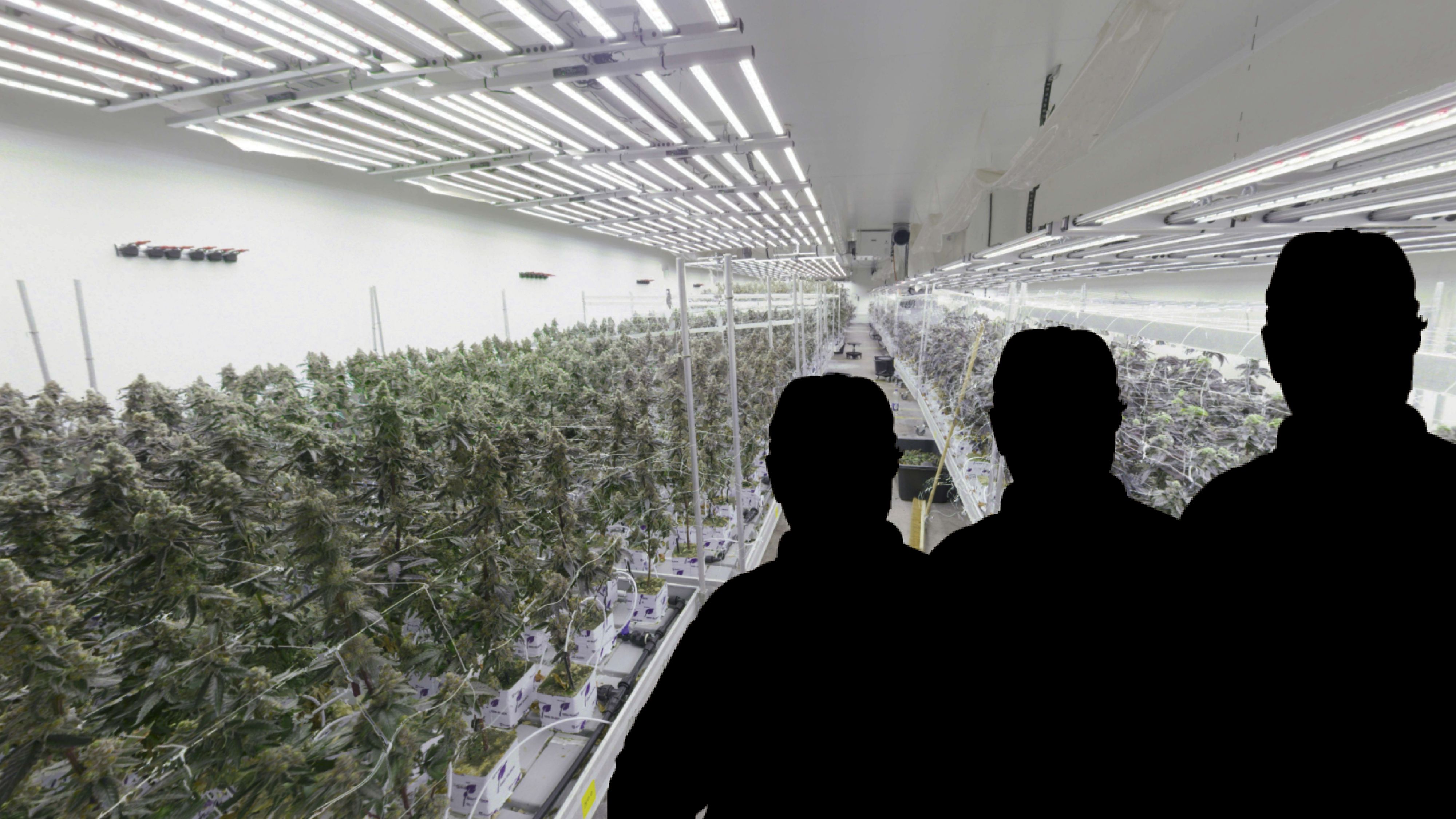 Die riesige Cannabis-Plantage in Wien-Liesing wurde von den drei Verdächtigen wie eine Firma geführt.