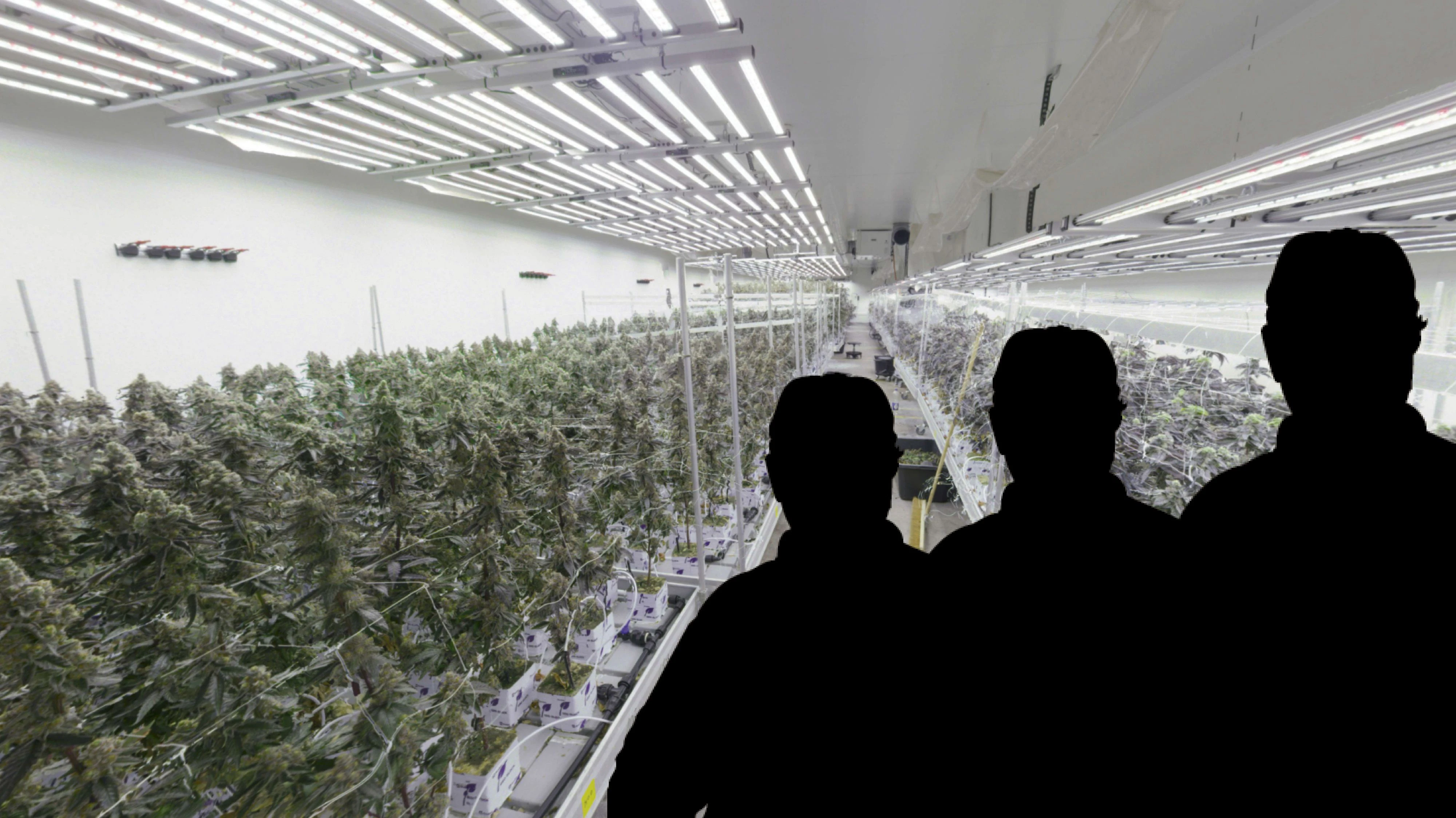 Heute.at - Wiener Drogen-Bosse führten Cannabis-Fabrik wie Firma