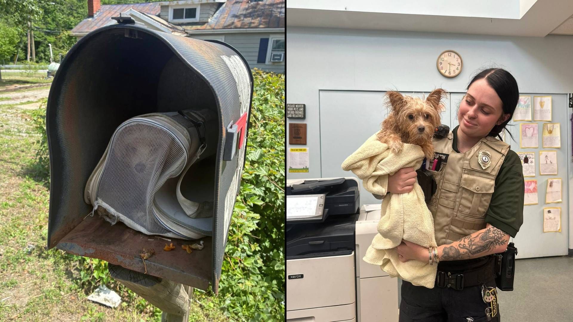 Bitte, wer stopft seinen Hund einfach in den nächsten, verlassenen Briefkasten?