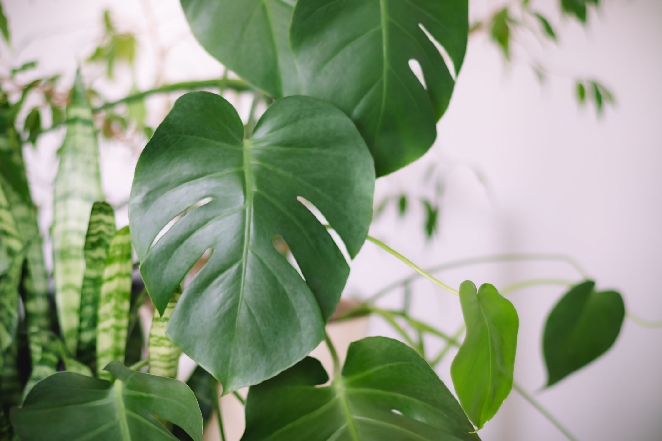 Gibt eine Monstera Wassertropfen ab, ist das ein gutes Zeichen.