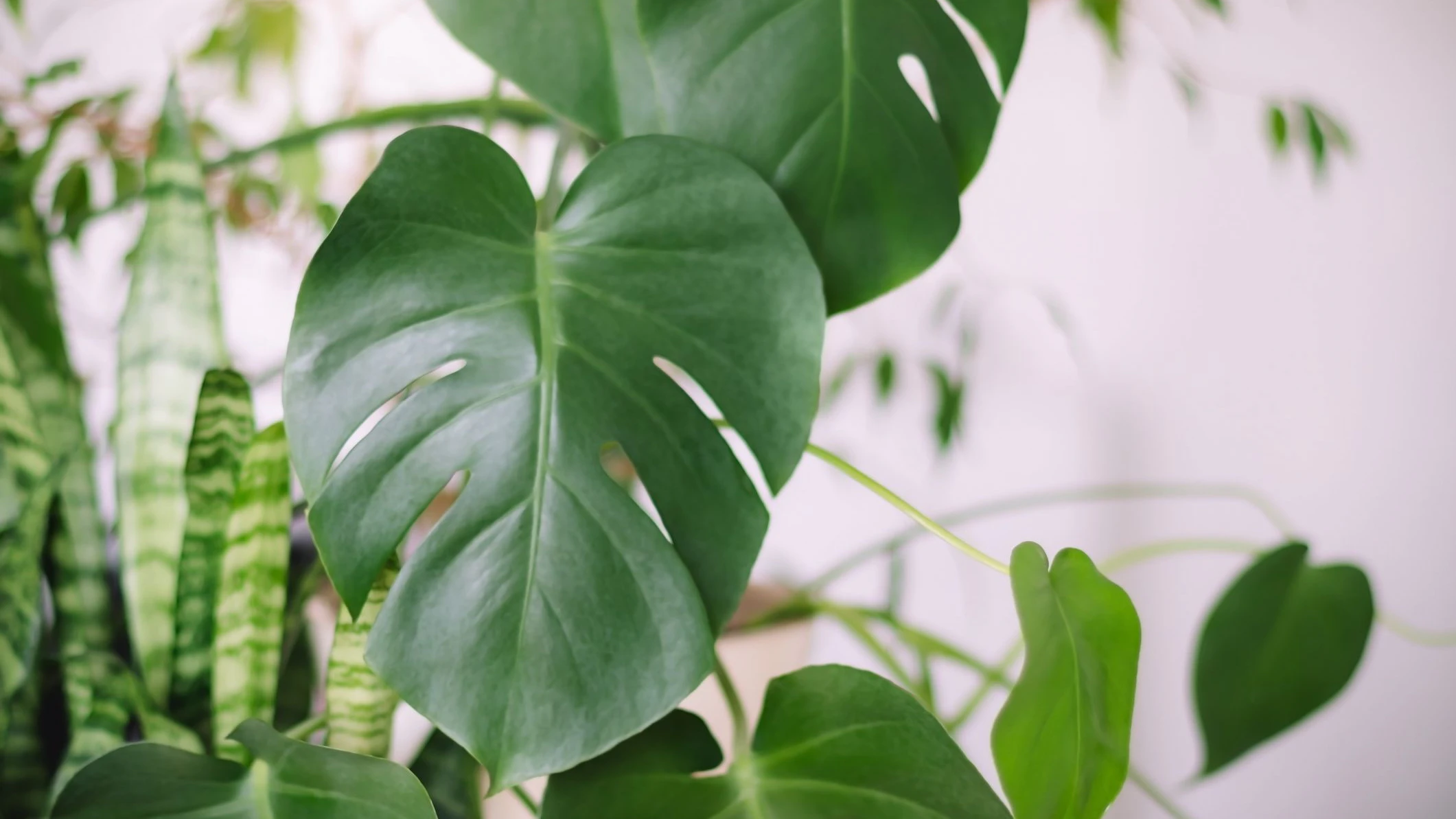 Mix of potted plants: monstera, sanseviera, ficus