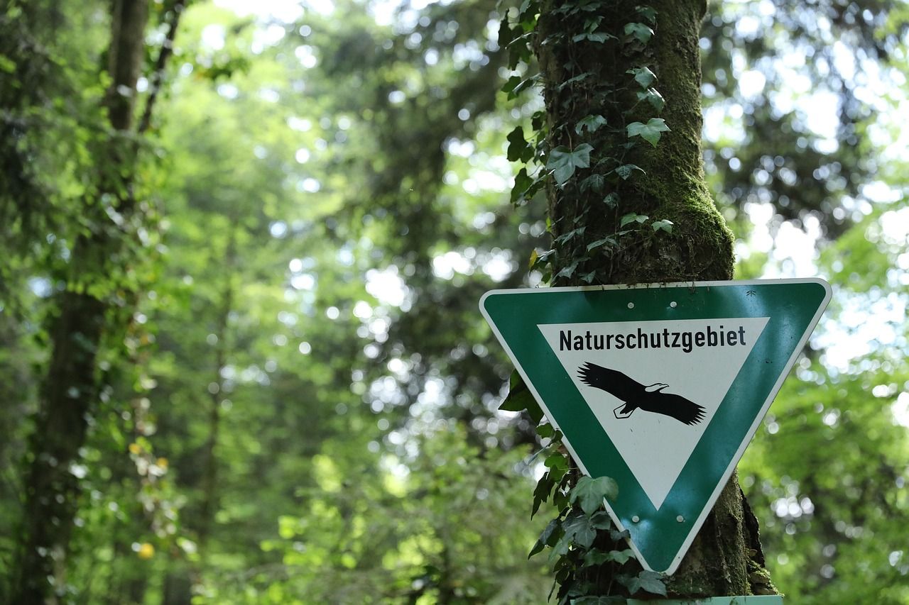 Grüner Mischwald mit Klimaschutzpotenzial