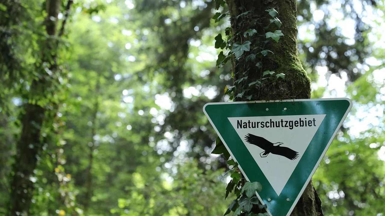 Heute.at - Wälder speichern weniger CO2 als gedacht