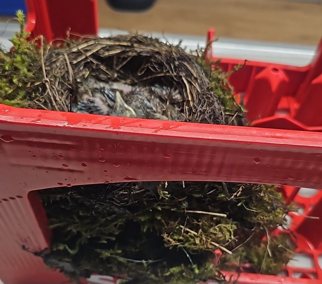 Mitten auf einem Firmengelände, hatte eine Amsel offenbar in einer Bierkiste nisten wollen.