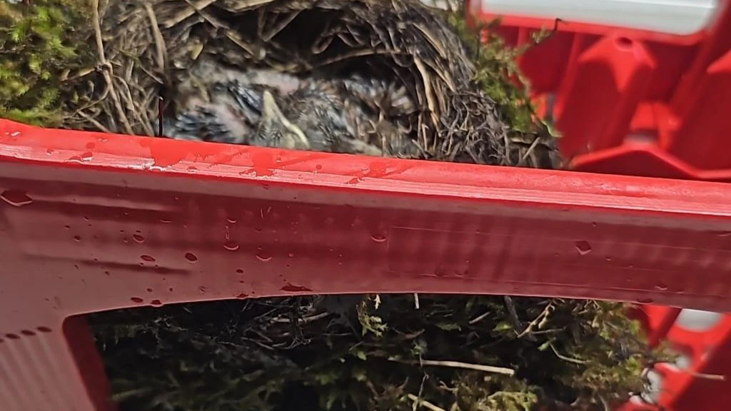 Heute.at - Amsel nistet in Bierkiste: Fünf Küken jetzt gerettet