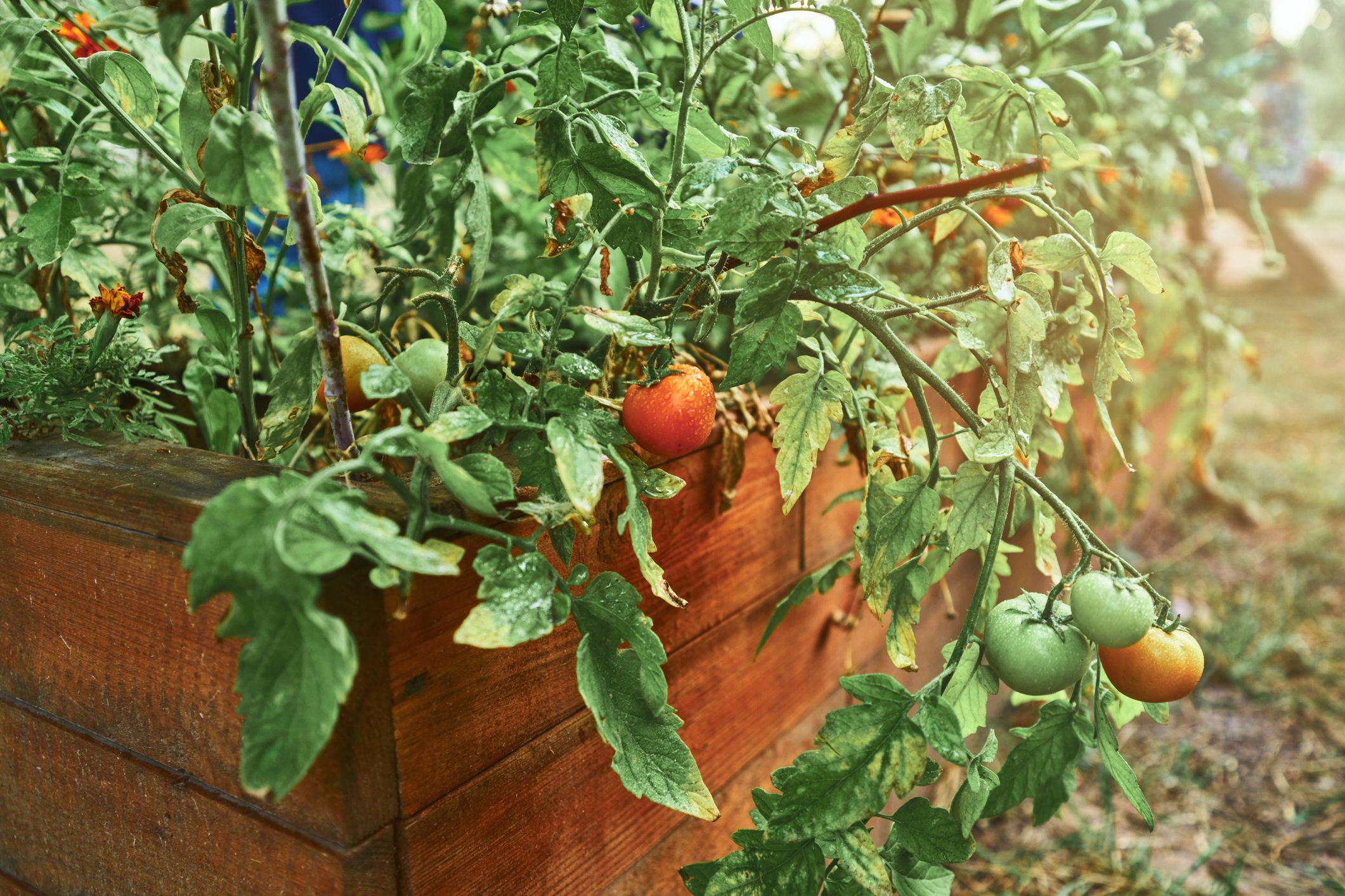 Tomaten sind genügsam, doch ein paar Nachbarn mögen sie gar nicht.