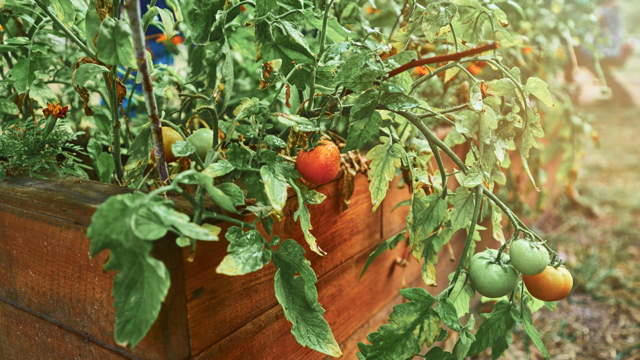 Tomatoes ripening on bush in garden ground under sun. Gardening concept. Small business