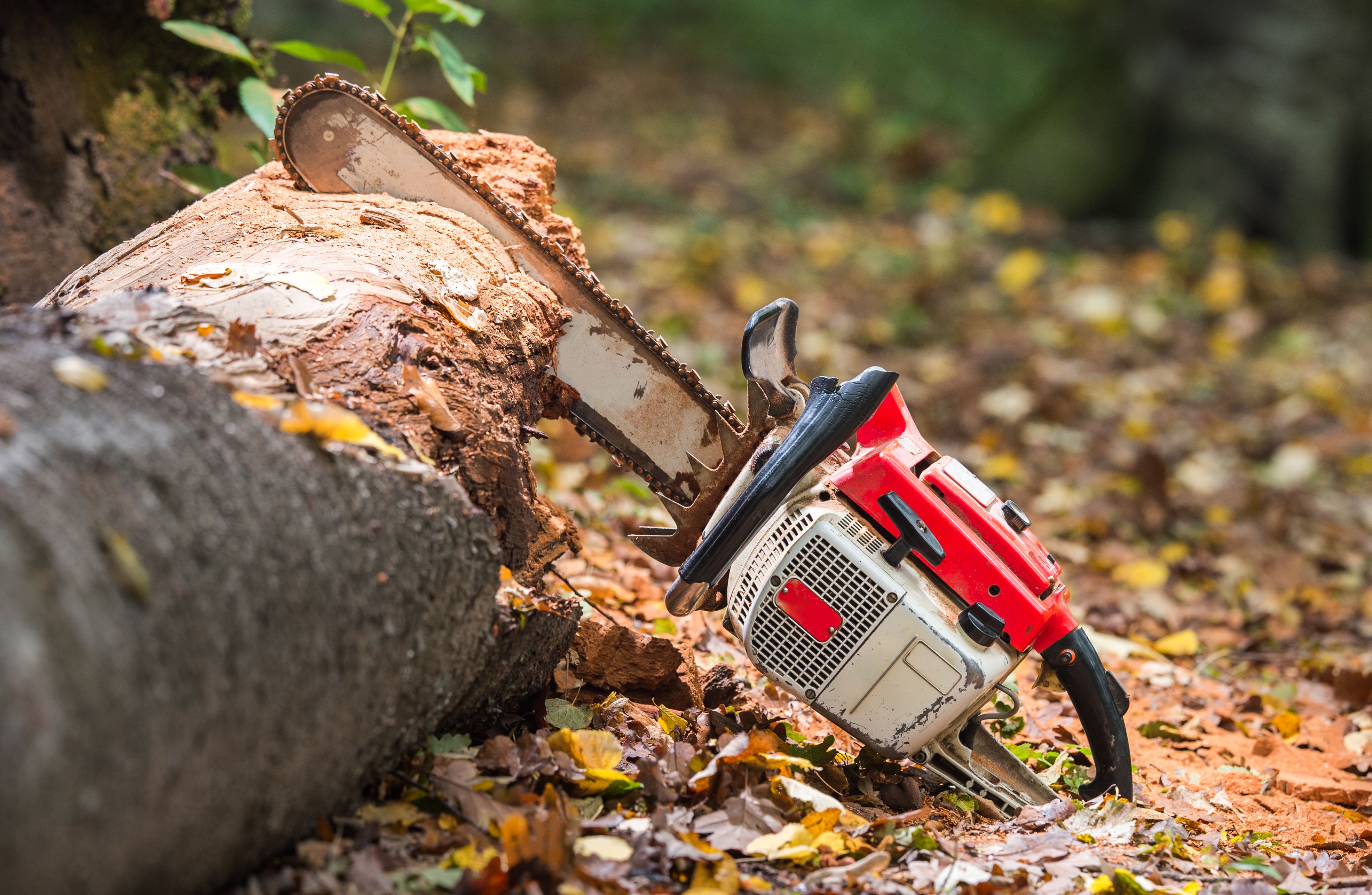 Der 15-Jährige wurde tödlich von einem Baum getroffen. (Symbolbild)