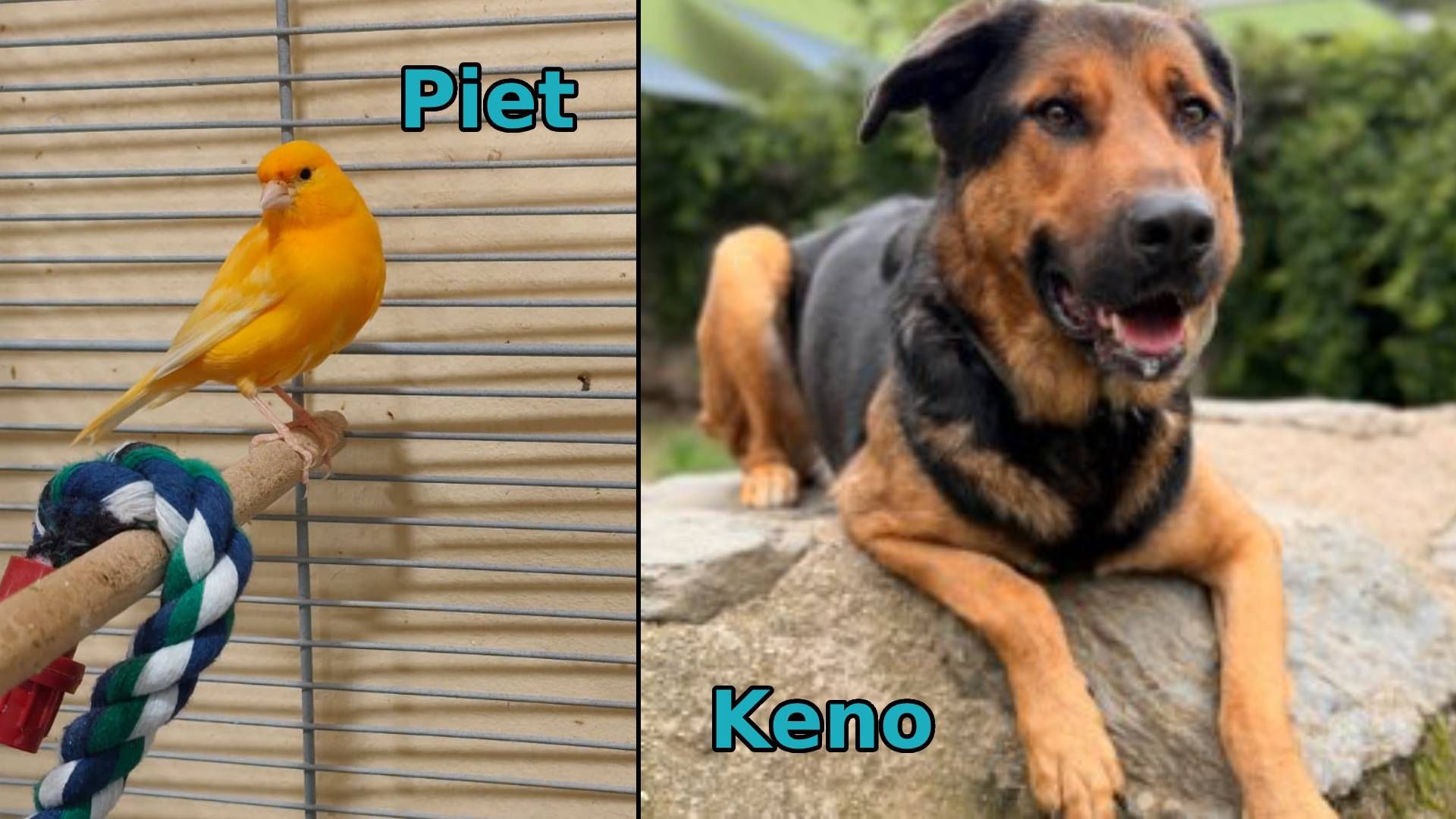 Heute.at - TIKO Kärnten: Piet sucht Zuhause mit Single-Mädchen