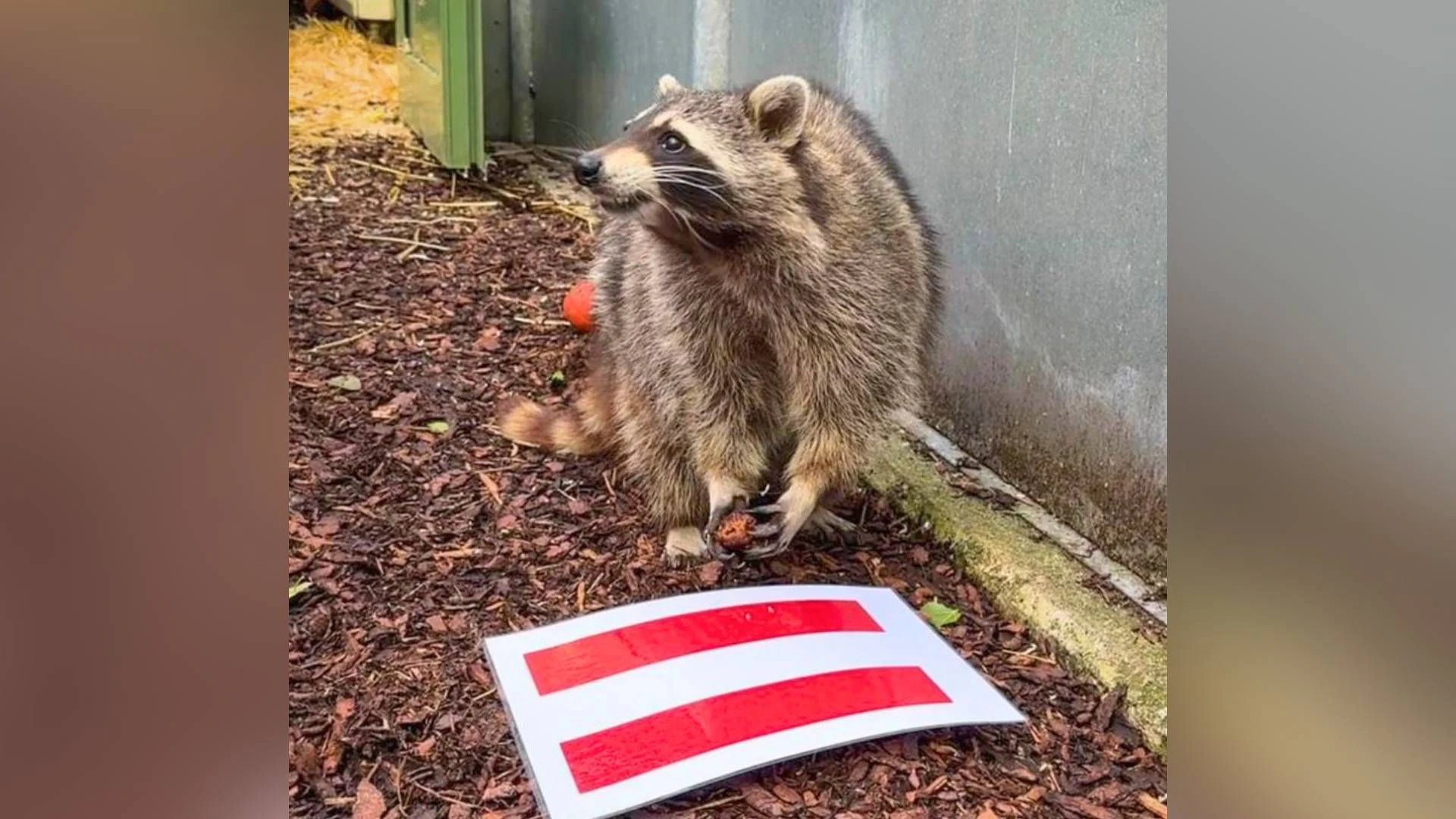 Auch Waschbär "Mogli" setzt auf Österreich.