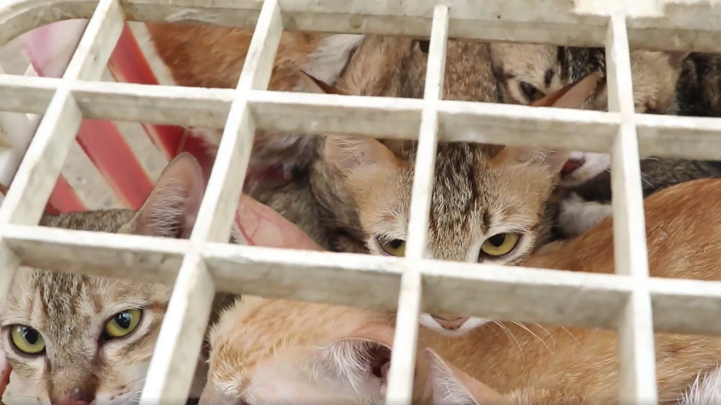 Die Polizei in Vietnam rettete hunderte Katzen vor der Schlachtung