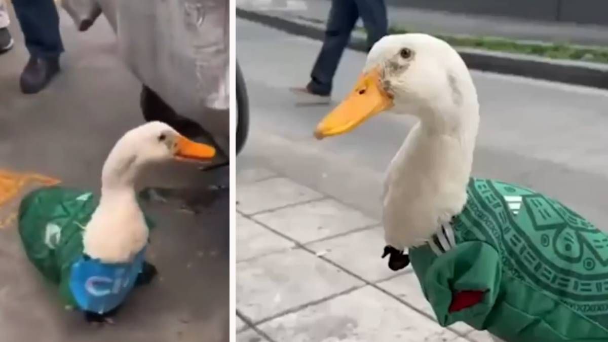 Ente Merlin