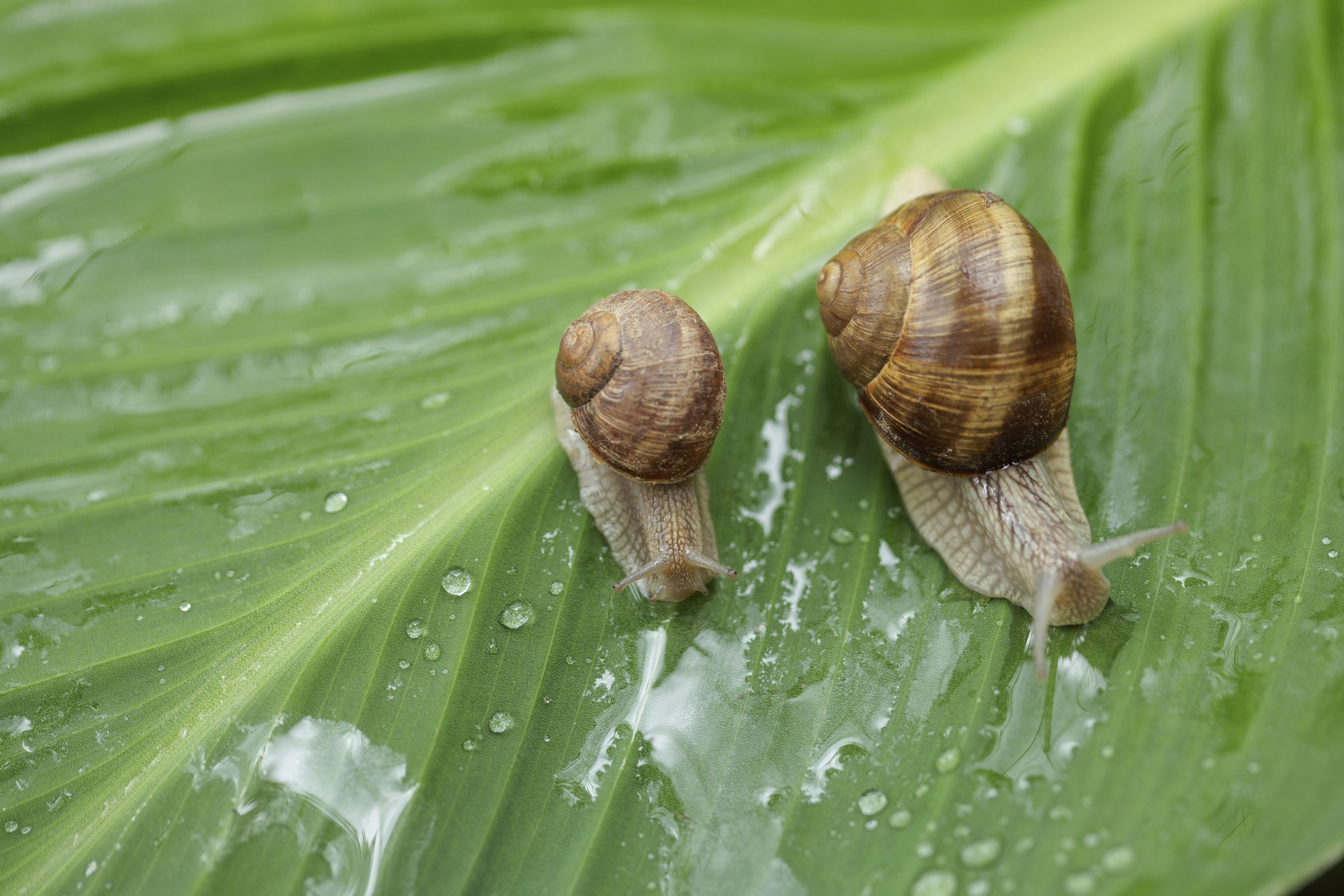Heute.at - Nur zwei Pflanzen und die Schnecke zieht zum Nachbarn