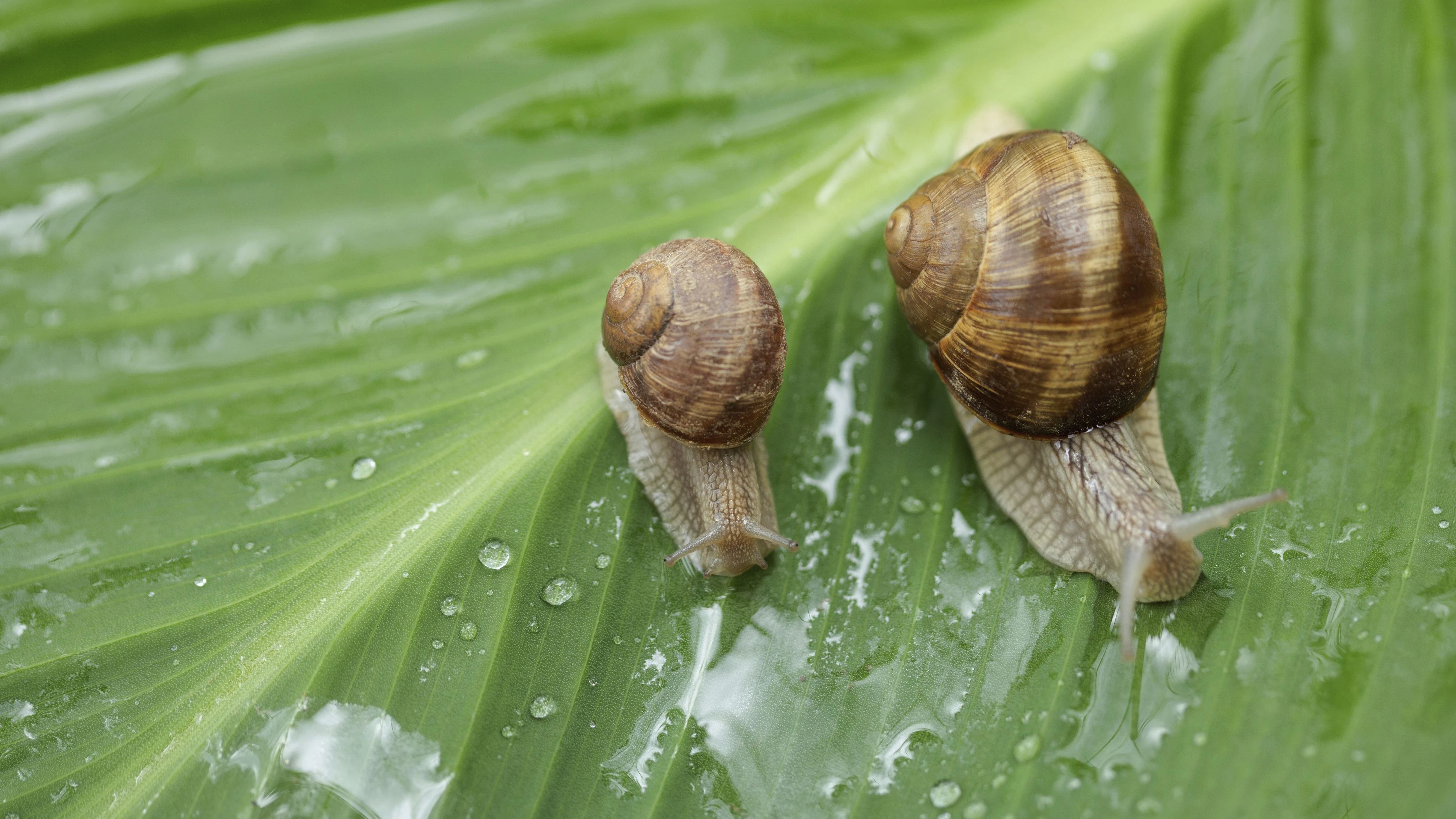 Heute.at - Nur zwei Pflanzen und die Schnecke zieht zum Nachbarn
