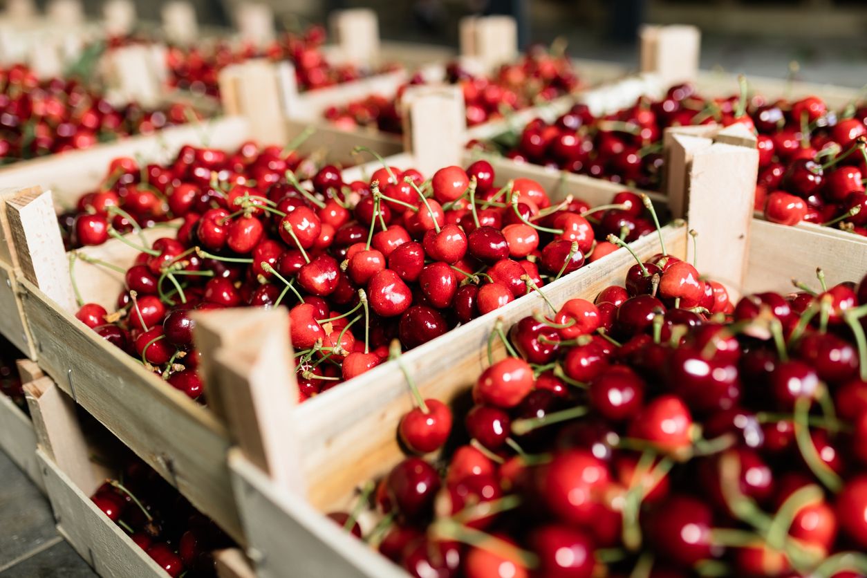 130 Kilo Kirschen wurden beschlagnahmt.