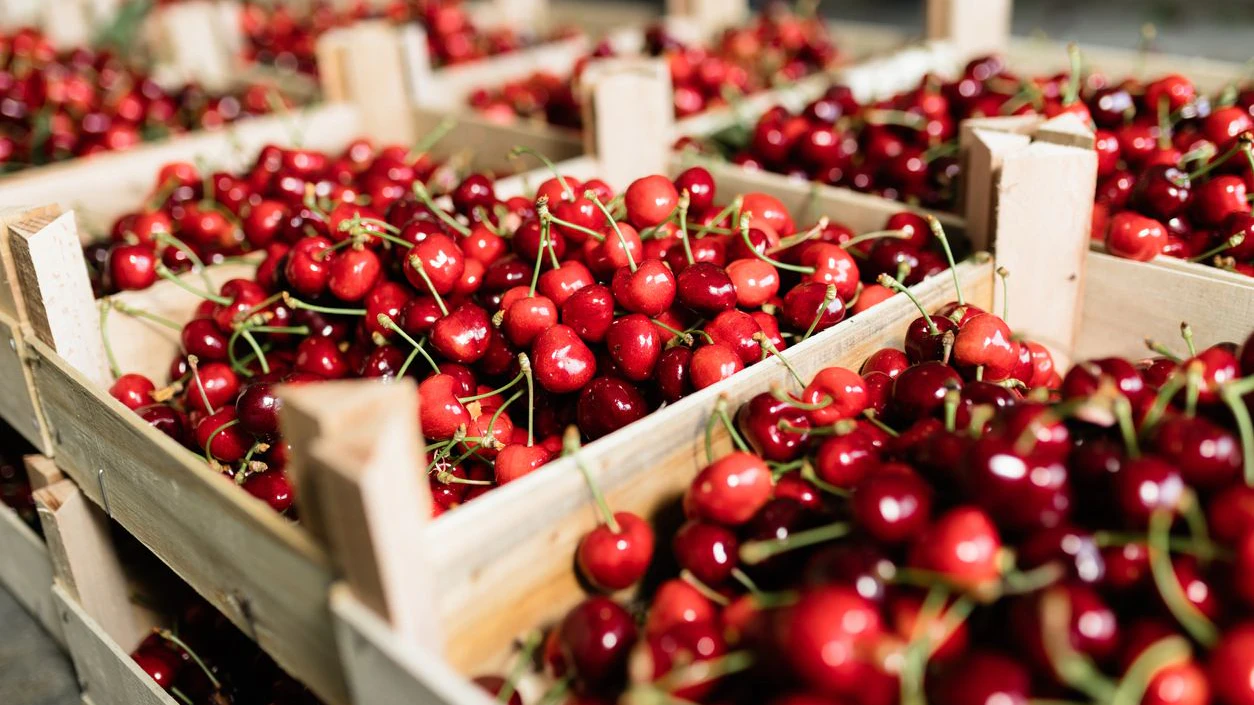 Baskets filled with ripe red cherries display vibrant colors at a local market. The scene captures the essence of summer with fresh seasonal fruit eagerly awaiting customers.