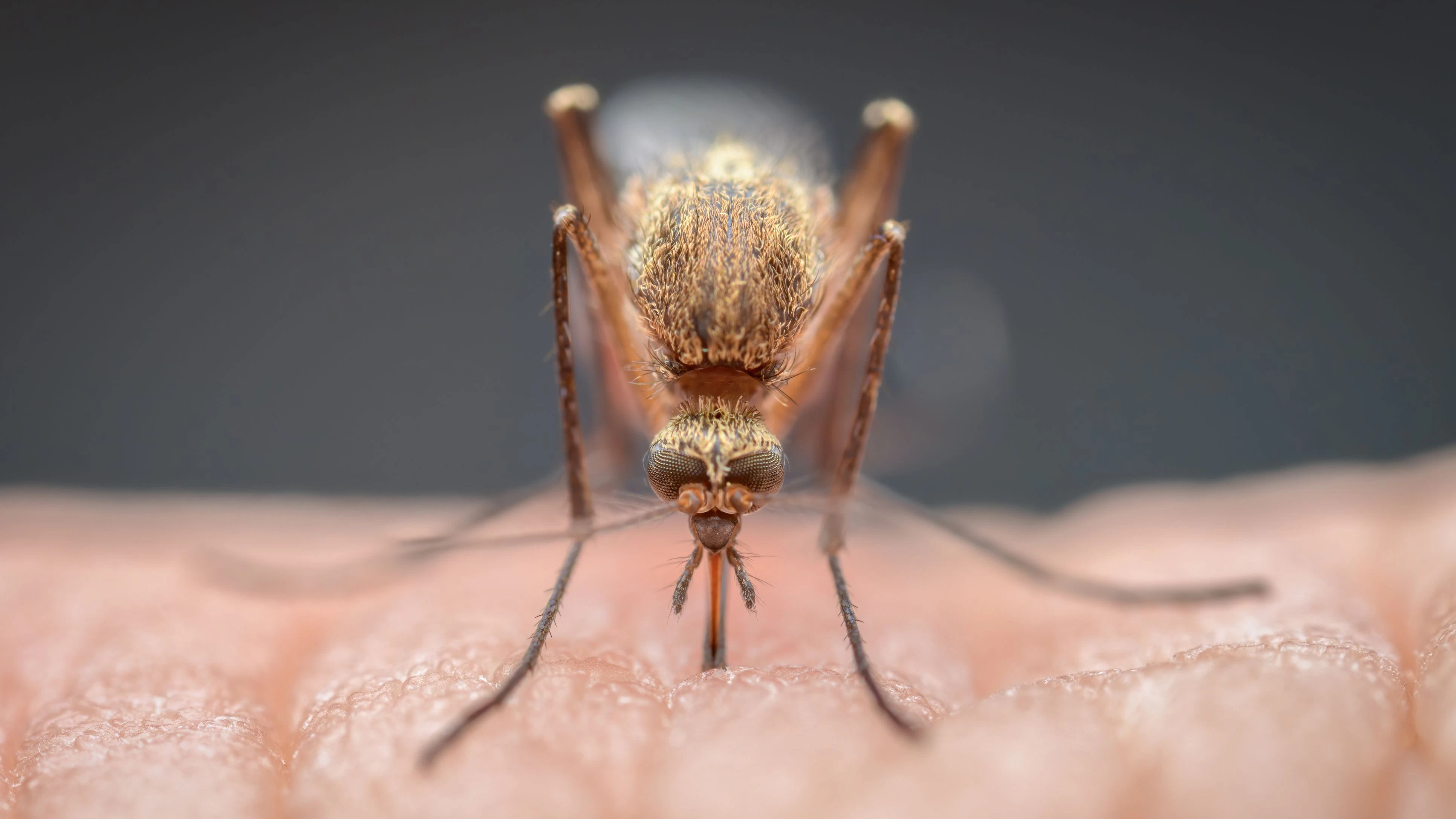 Extreme close-up of mosquito biting through person's skin