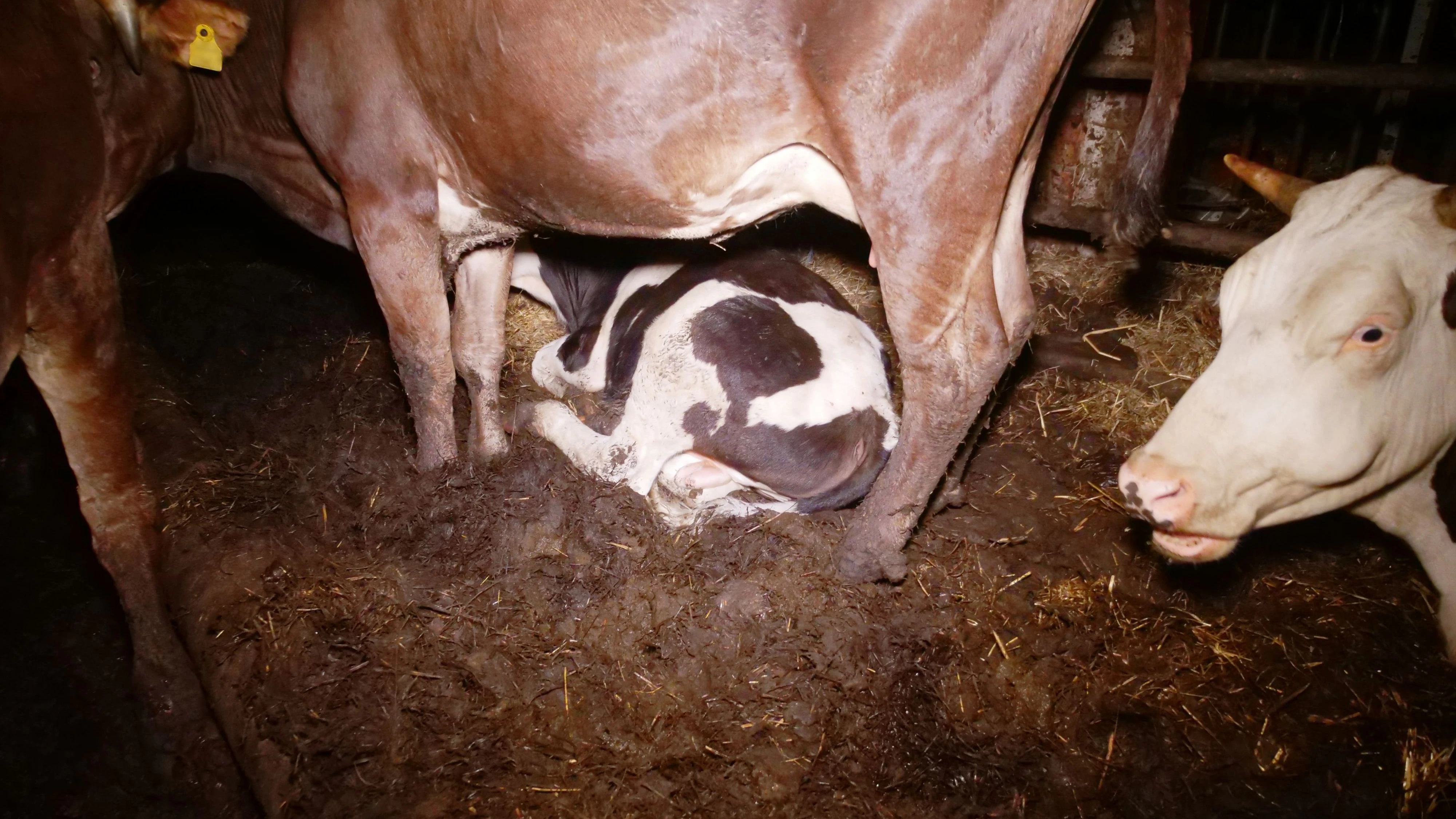 Egal, ob Kälber oder erwachsene Tiere: Alle Rinder stehen, fressen und schlafen im eigenen Dreck, der ihnen bis zu den Knien reicht. 