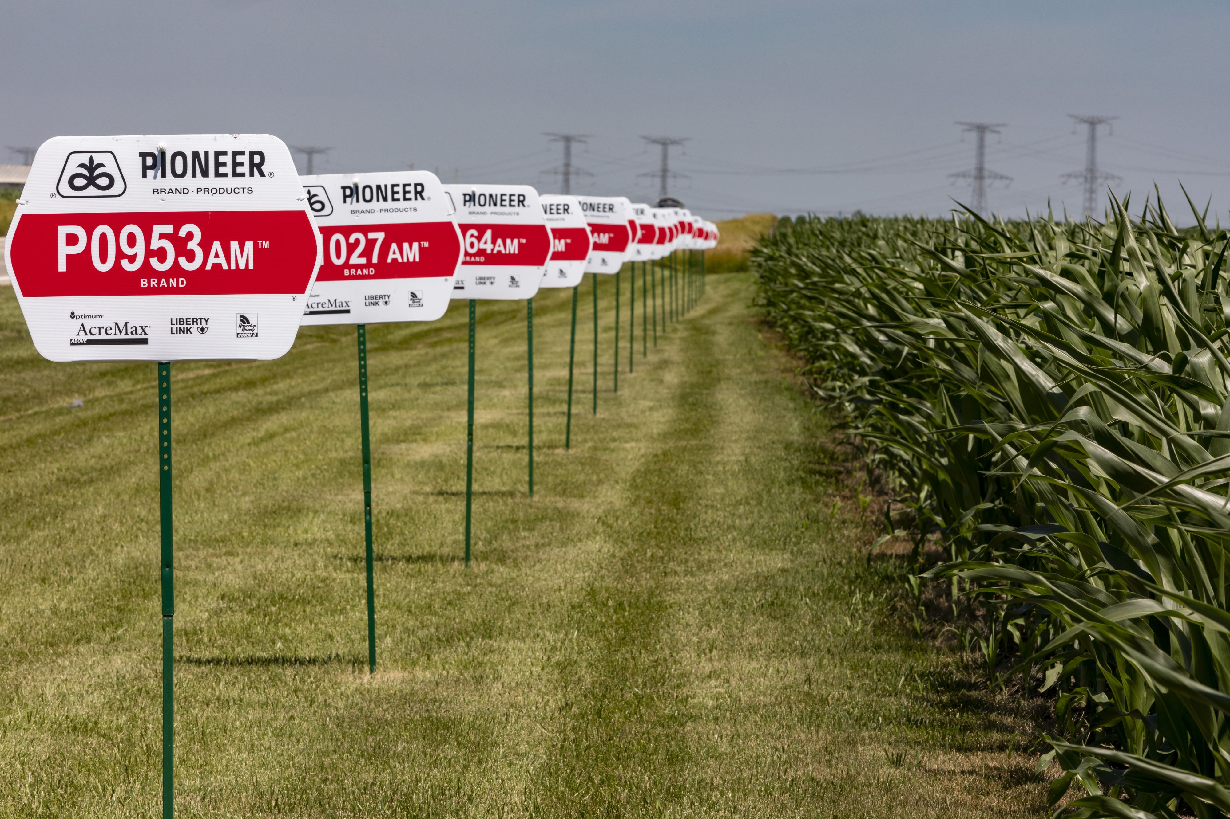 Gentech-Mais auf einem Feld in Illinois, USA (Archivbild)