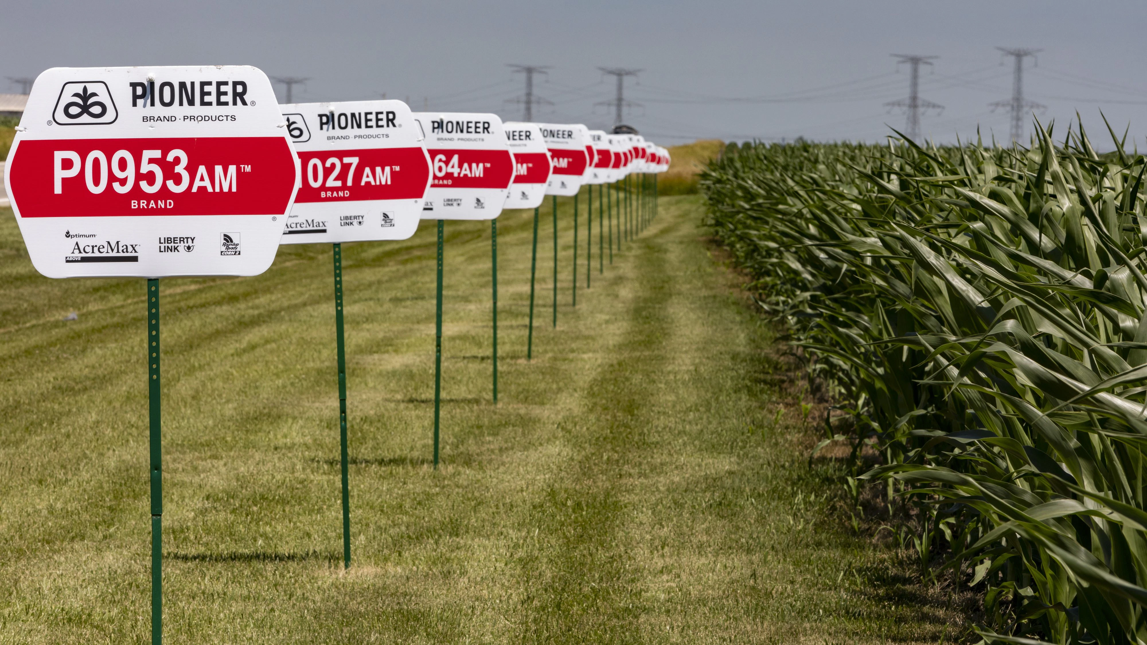 Editorial use only .Genetically-modified corn growing on a farm in Eureka, Illinois, USA.