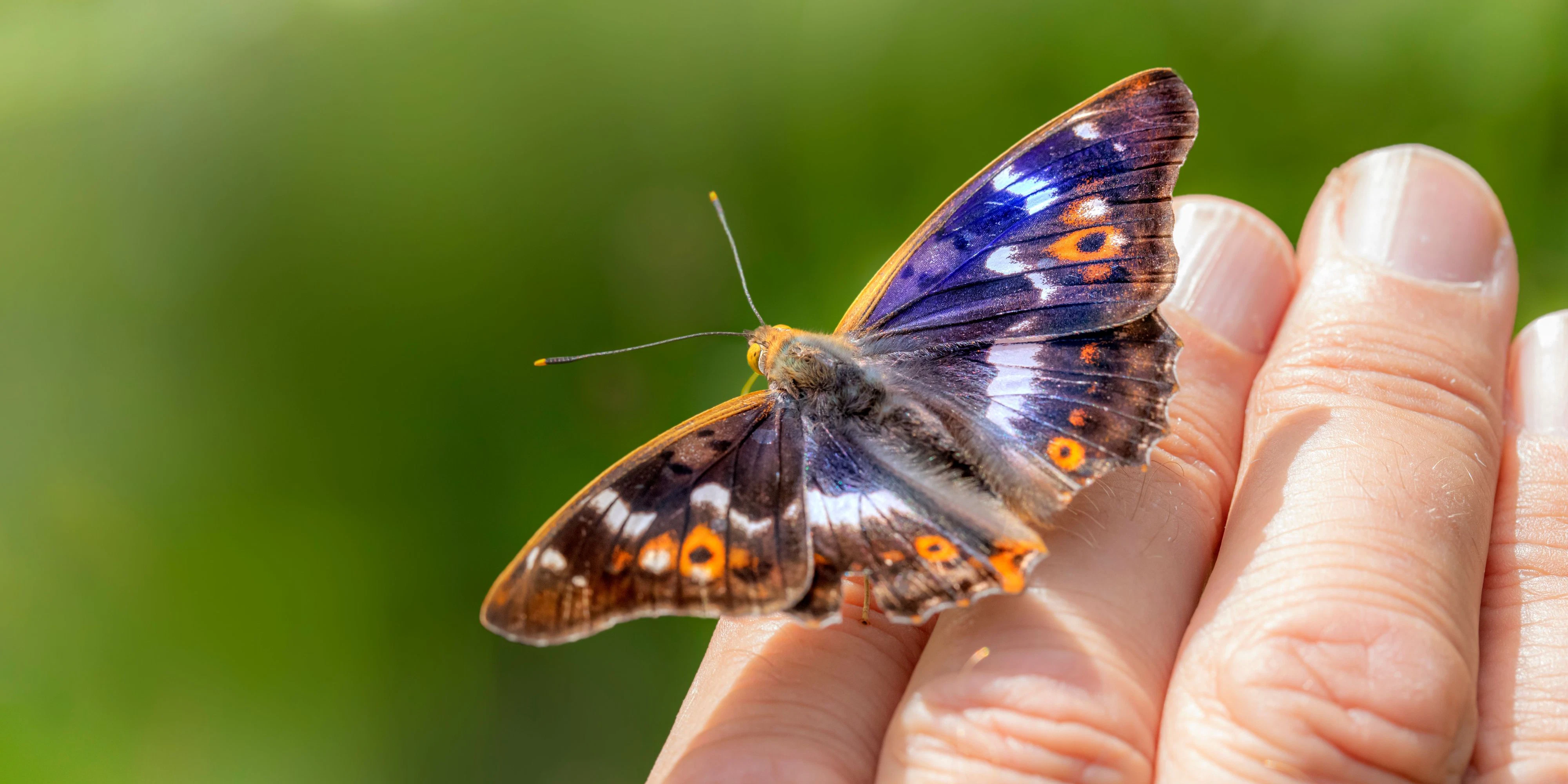 Der hübsche "Kleine Schillerfalter" zählt zu den typischen Frühsommerarten.